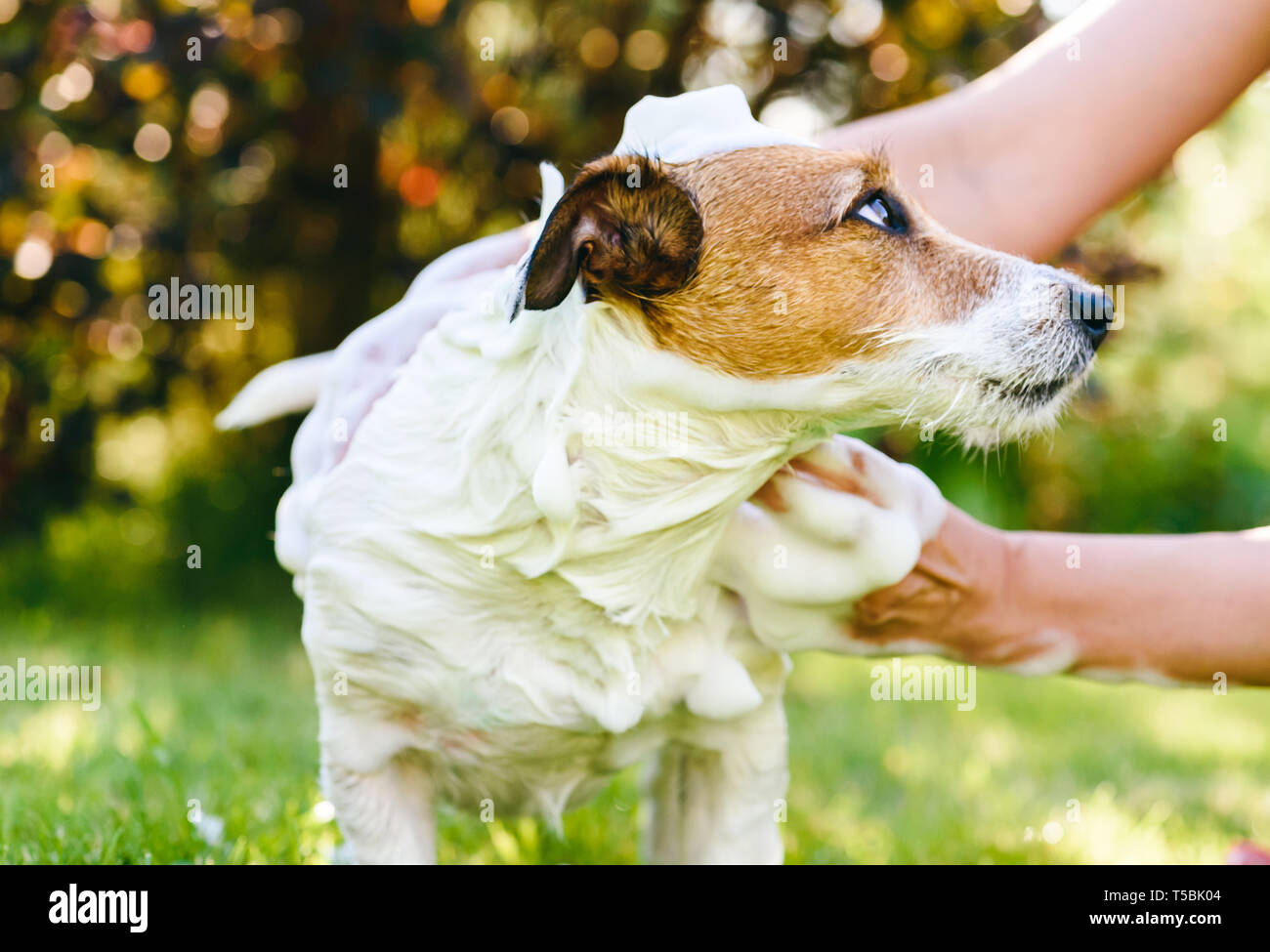 Woman washing dog with shampoo outdoor at warm summer day Stock Photo