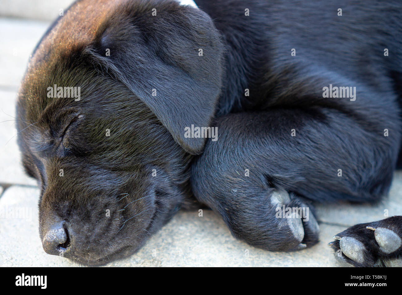 Black close up laid sleeping lazy labrador puppy face close up Stock Photo