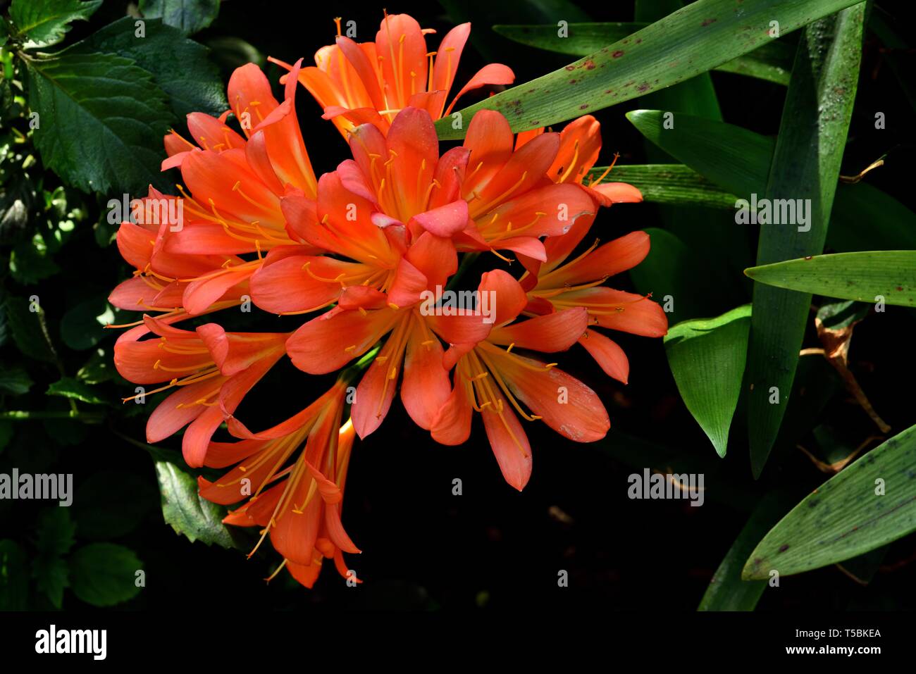 Closeup of the orange bloom of a Kaffir Lily. Stock Photo