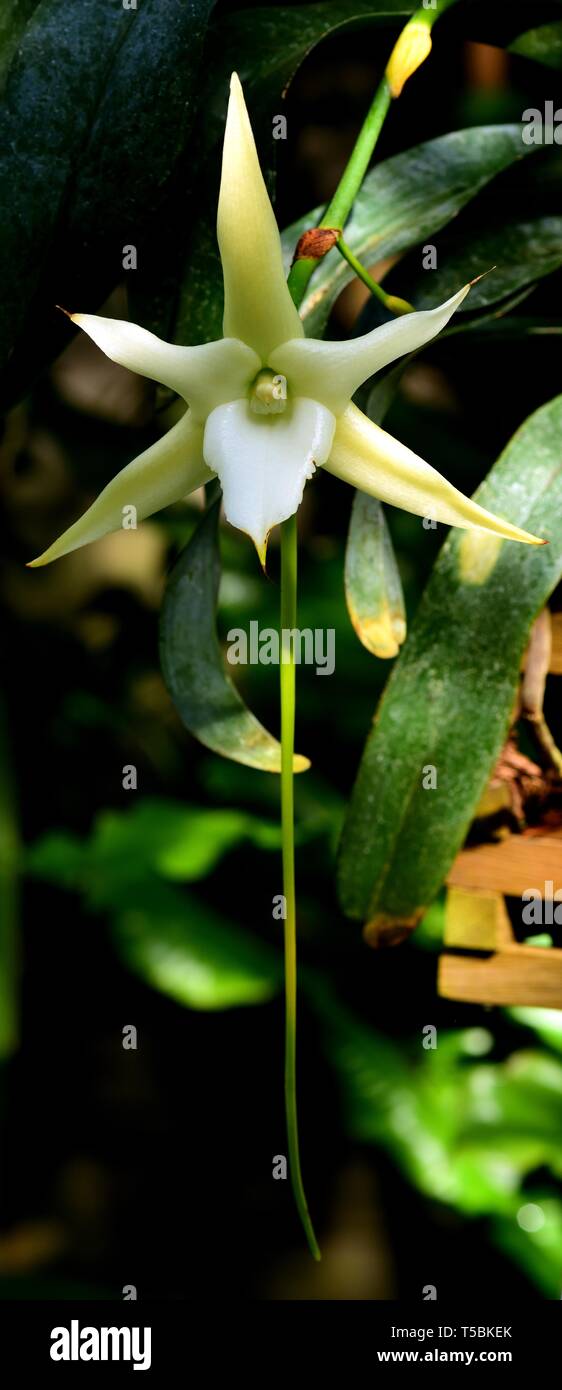 Darwin's Orchid in flower. Stock Photo