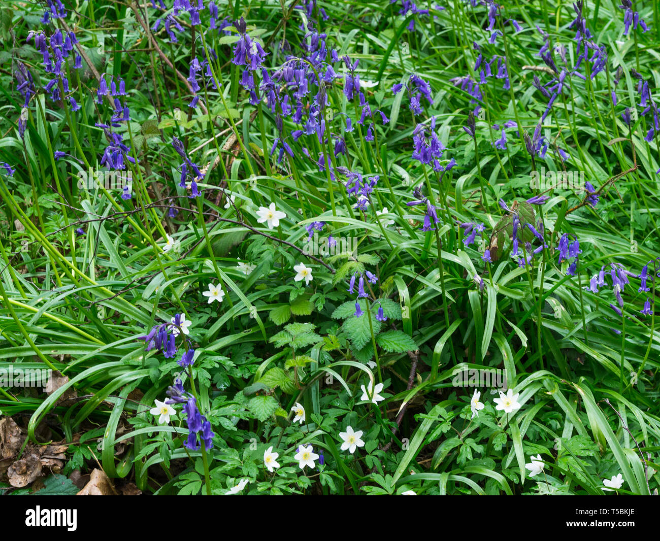 Bluebells and wood anemones spring flowers in West Stoke Woods West