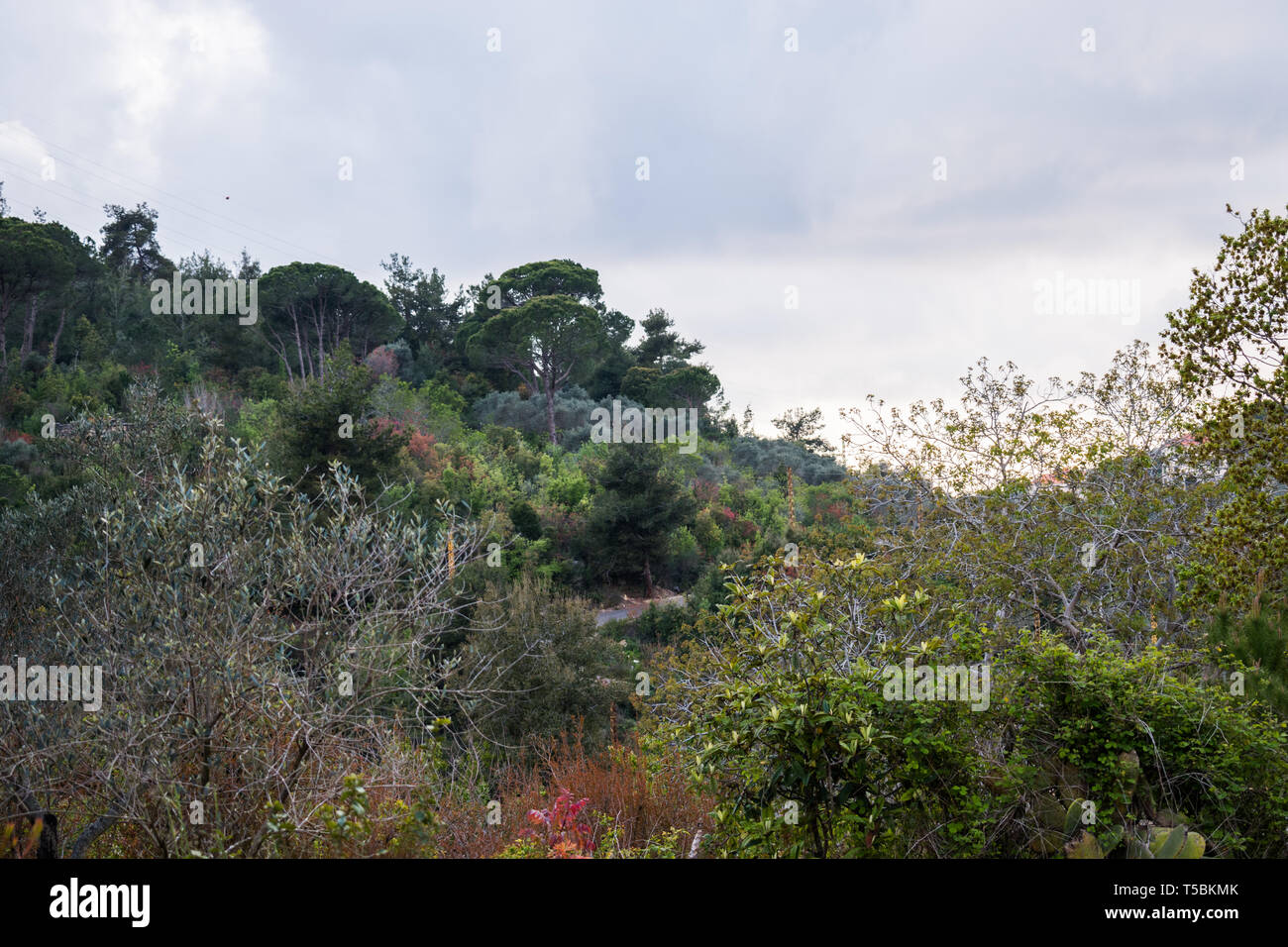 This is a capture of a landscape taken in Lebanon during spring 2019 and you can see the beautiful colors of nature Stock Photo