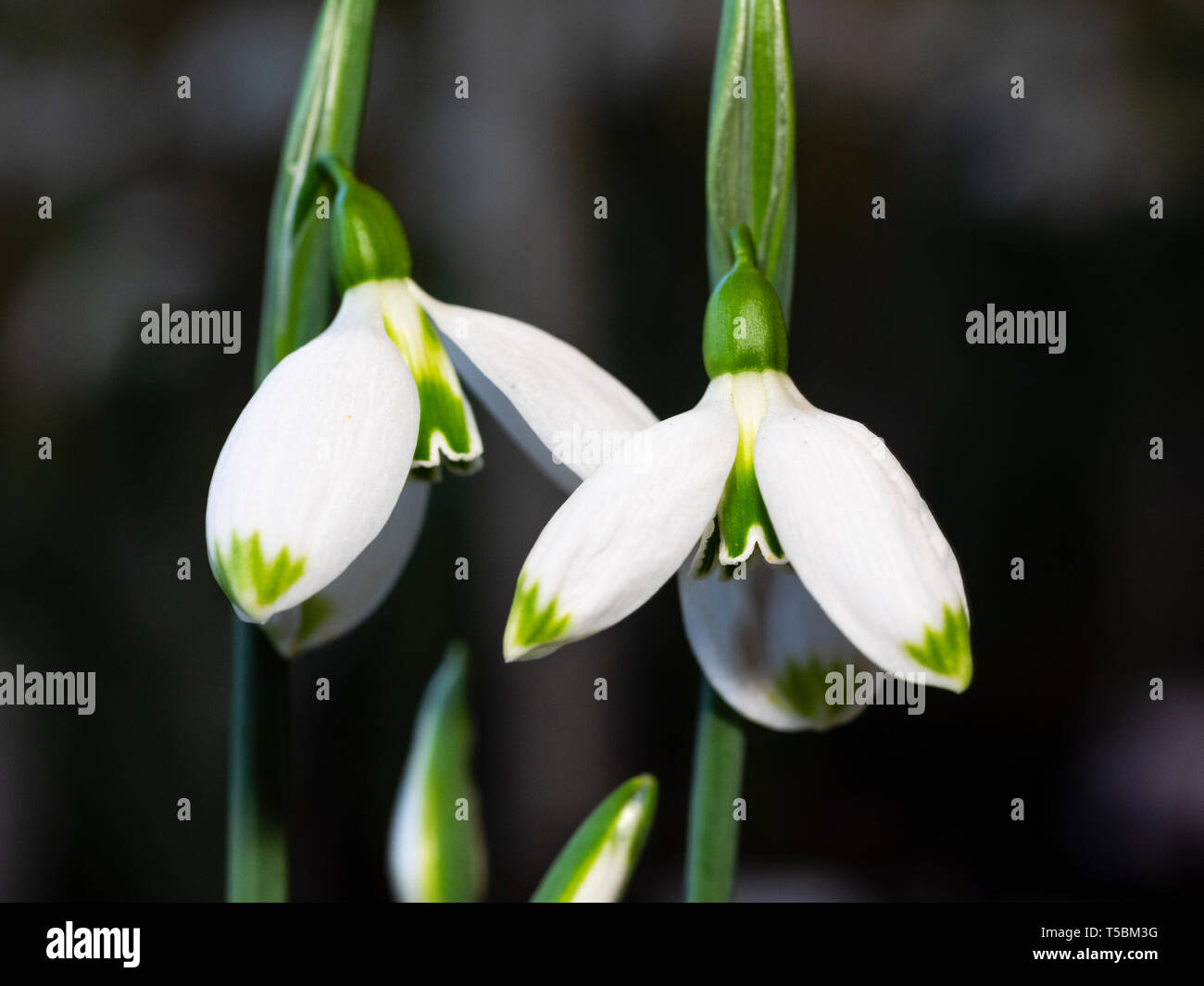 Flowers of the winter blooming snowdrop, Galanthus plicatus 'Trinity' Stock Photo