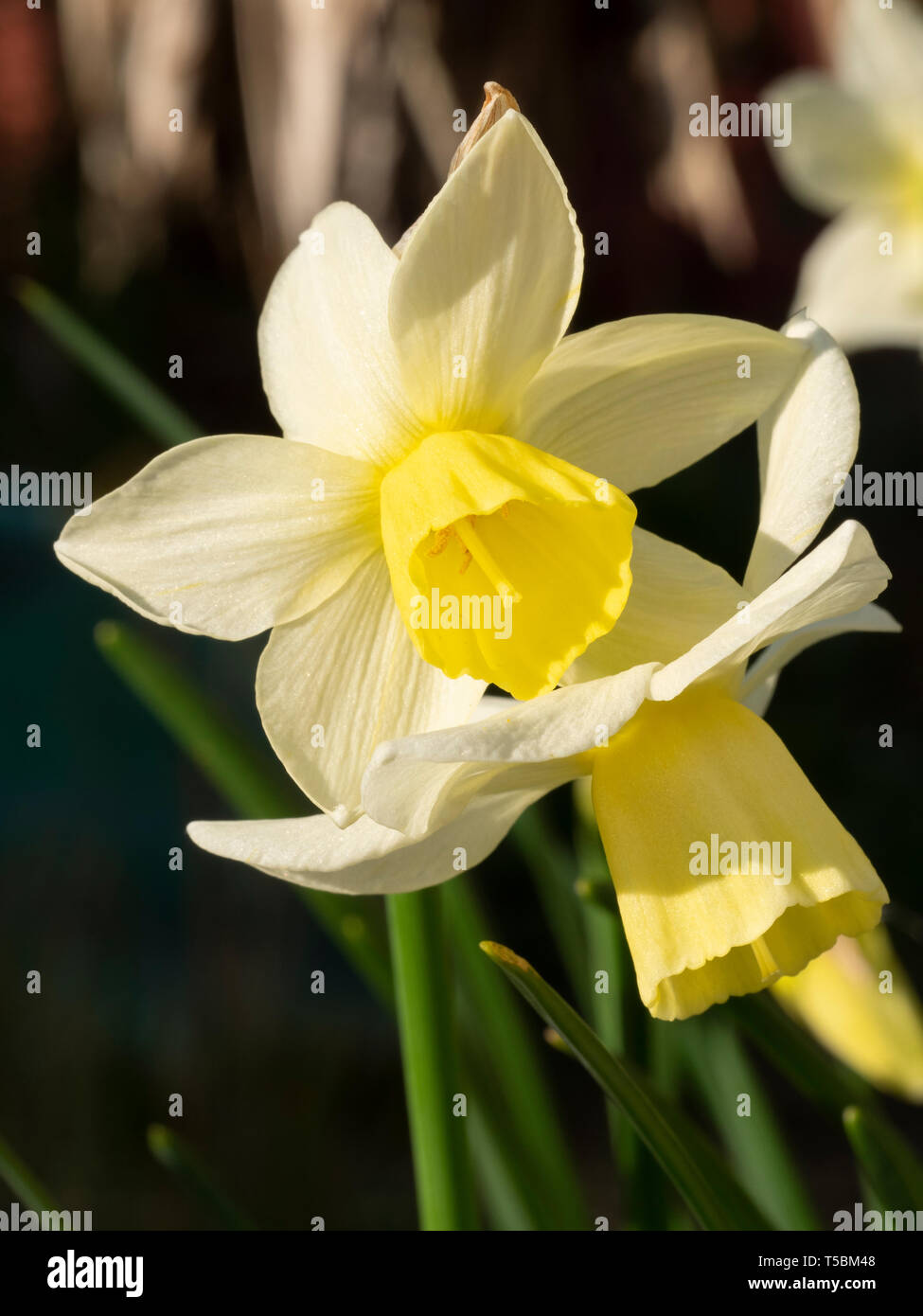 Pale yellow and cream flowers of the scented, multi-headed jonquilla daffodil, Narcissus 'Sailboat' Stock Photo
