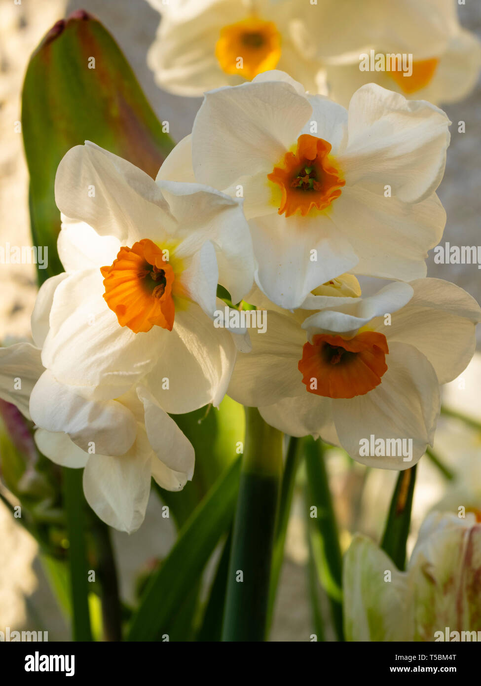 Pure white petals and an orange cup of the fragrant, multi headed, spring flowering hardy bulb, Narcissus tazetta 'Cragford' Stock Photo