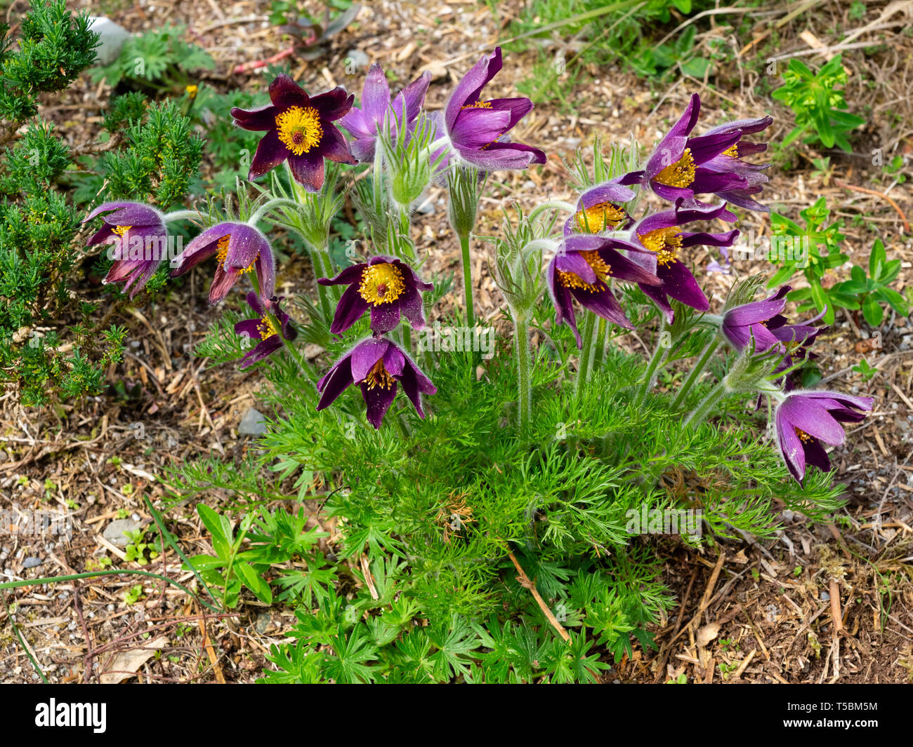 Rich red-purple flowers of the perennial, spring blooming pasque flower, Pulsatilla vulgaris 'Heiler hybrids' Stock Photo