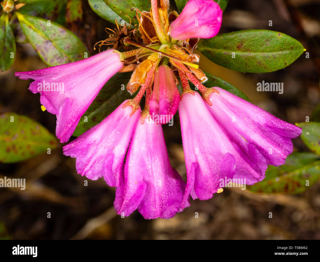 Pink, bell shaped late spring flowers of the dwarf evergreen shrub Rhododendron 'Wilma Hentschel' Stock Photo
