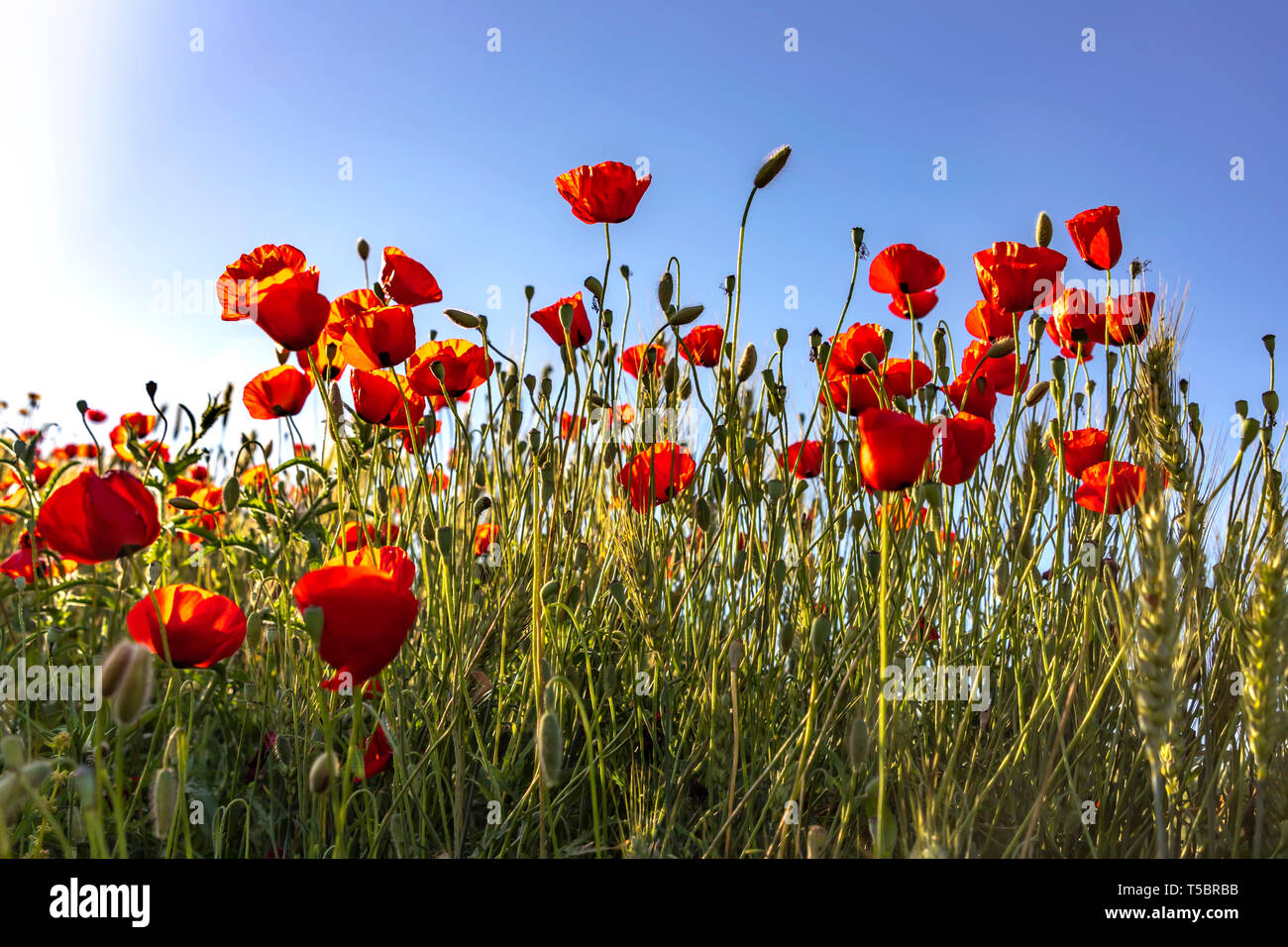 Red poppies flowers in the sunlight among wheat ears close up Stock ...