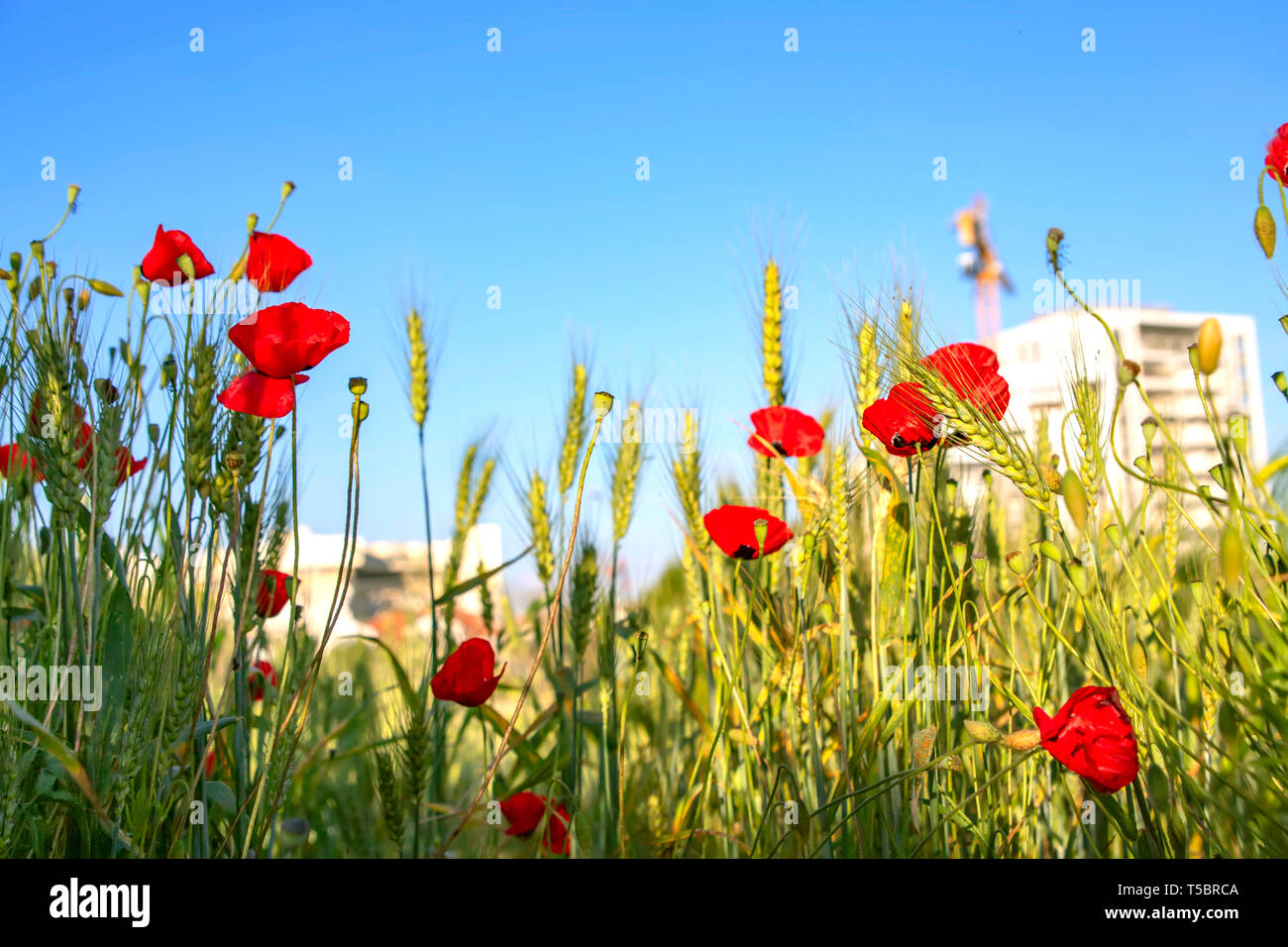View of buildings through the flowers of red poppies and wheat ears ...