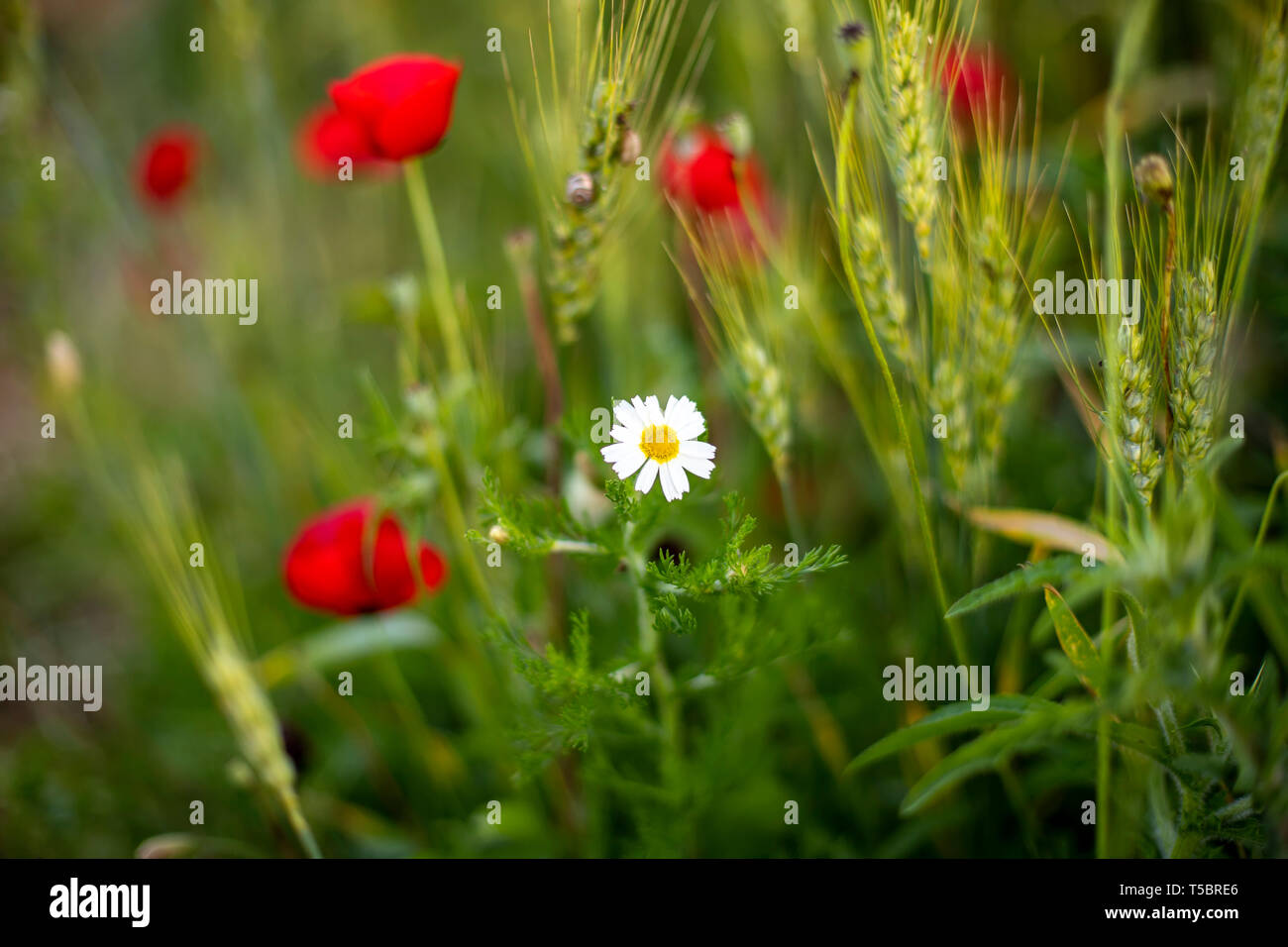 Flowers red poppies and chamomile close up in the sunlight among the ...