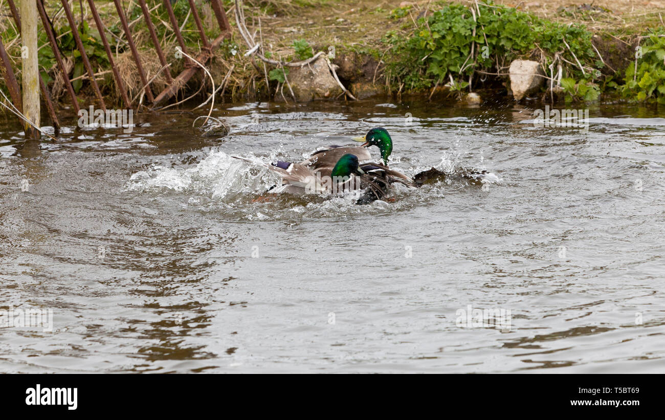Ducks fighting in a river in Norfolk England UK Stock Photo