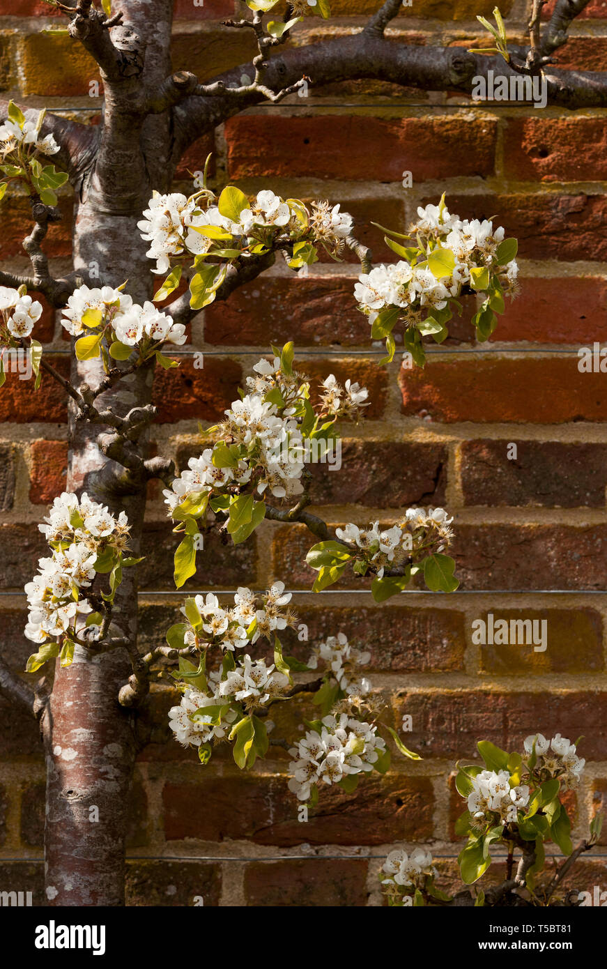 Pear Tree growing in a walled garden in England UK Stock Photo Alamy