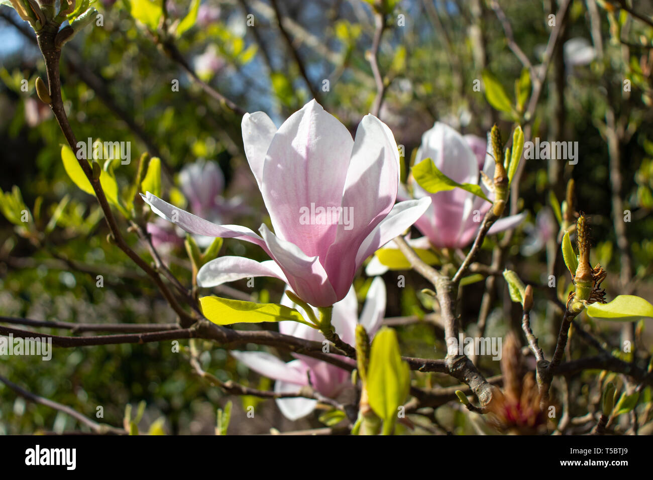 Pink magnolia iliiflora flowers at the blurred sunny garden background Stock Photo