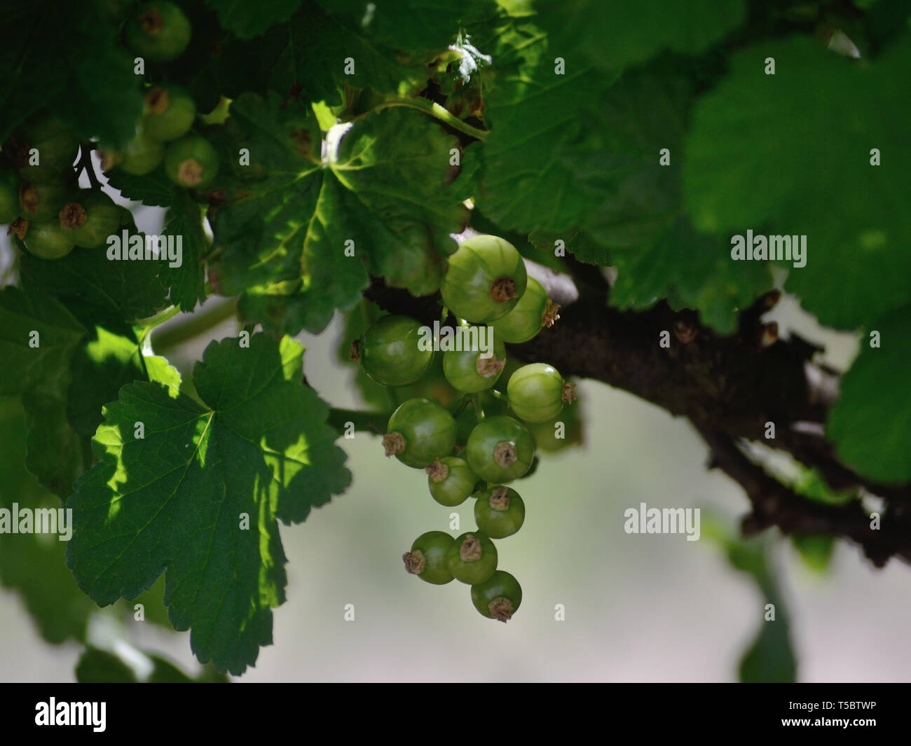 Green unripe red currant on branch Stock Photo