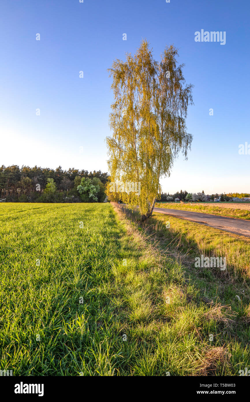 Lonely tree on a road by fields of corn or cereal, young fresh green plant, Agriculture in Poland. Stock Photo