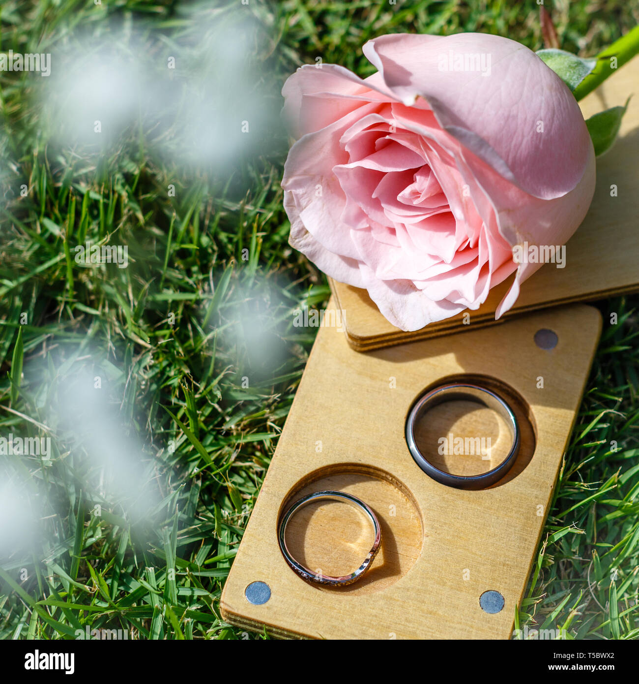 White gold and titanium wedding rings in a wooden slide box. Pink rose. Green grass on the background. Close up. Stock Photo