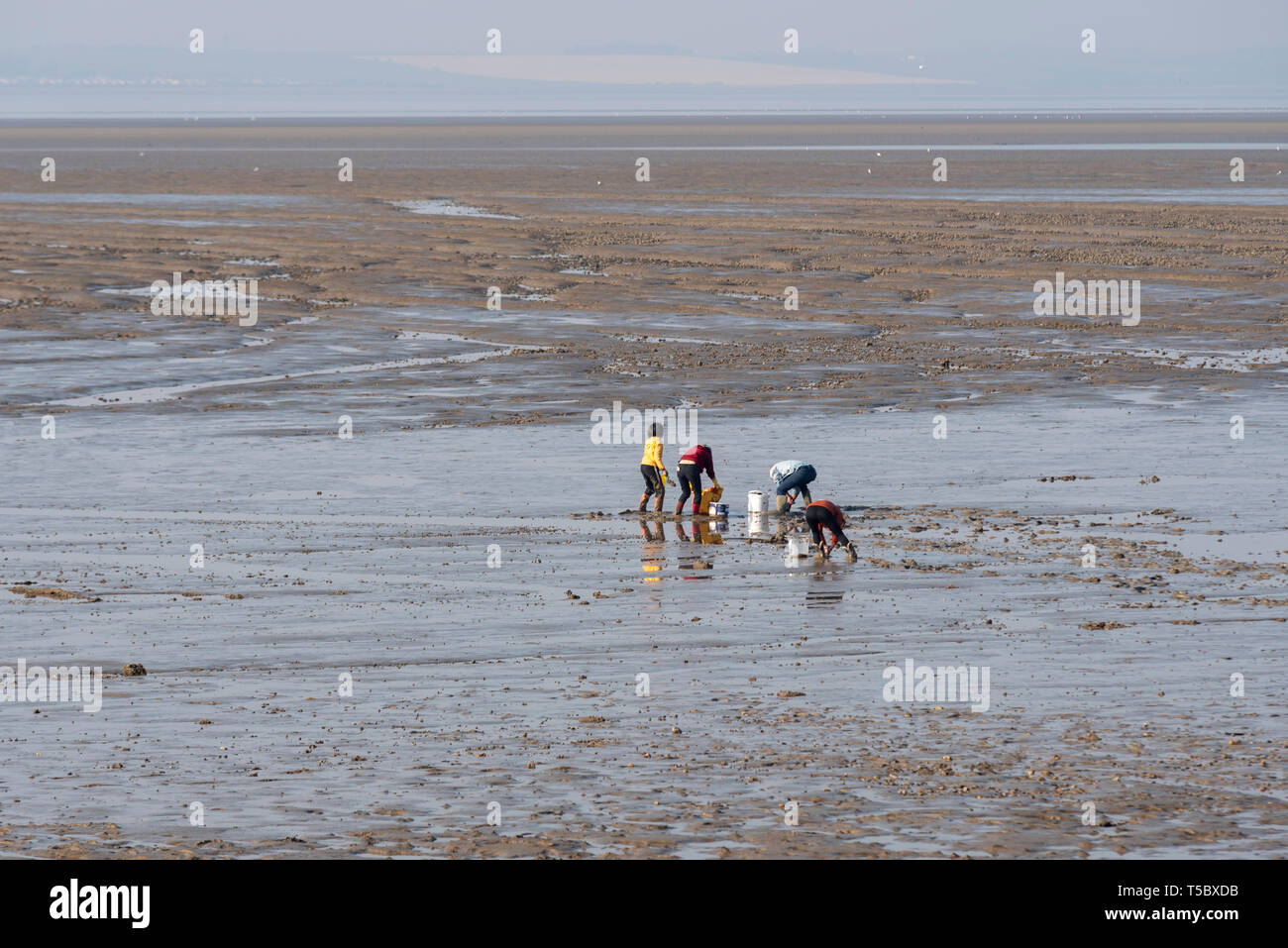 People (possibly a family) collecting cockles at Southend on Sea, Essex, seafront on a sunny day. Cockling at low tide. Tide out Stock Photo