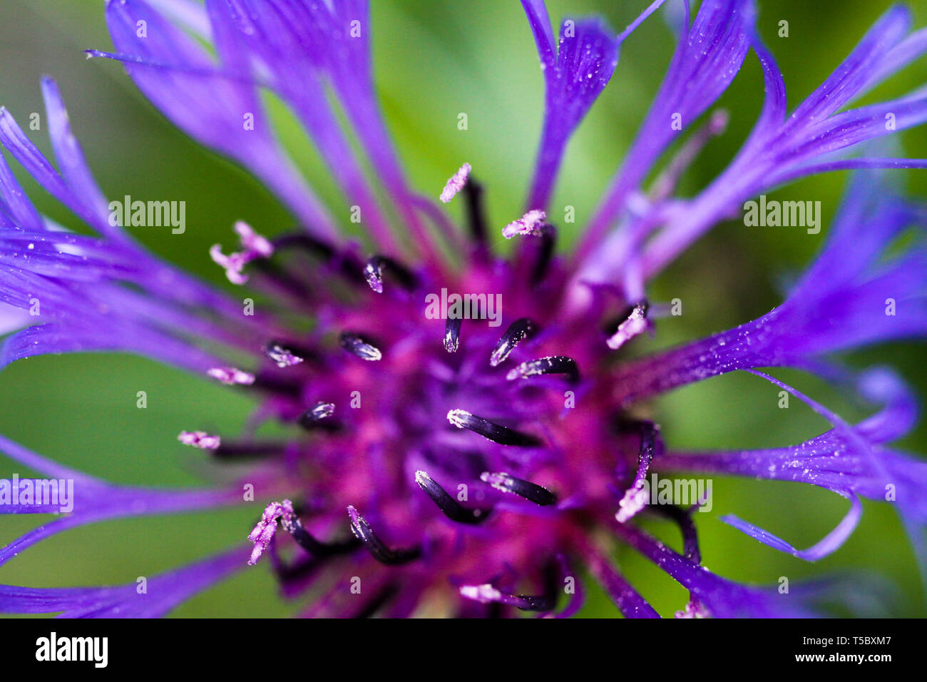 Macro close up of purple squarrose knapweed (centaurea triumfettii) with blurred green background (focus on tops of pedicels) Stock Photo