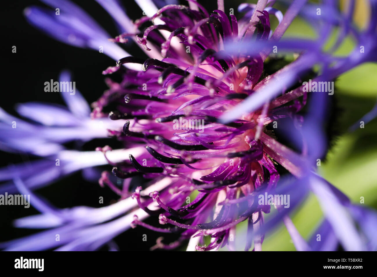 Macro close up of purple squarrose knapweed (centaurea triumfettii) with blurred green background (focus on tops of pedicels) Stock Photo