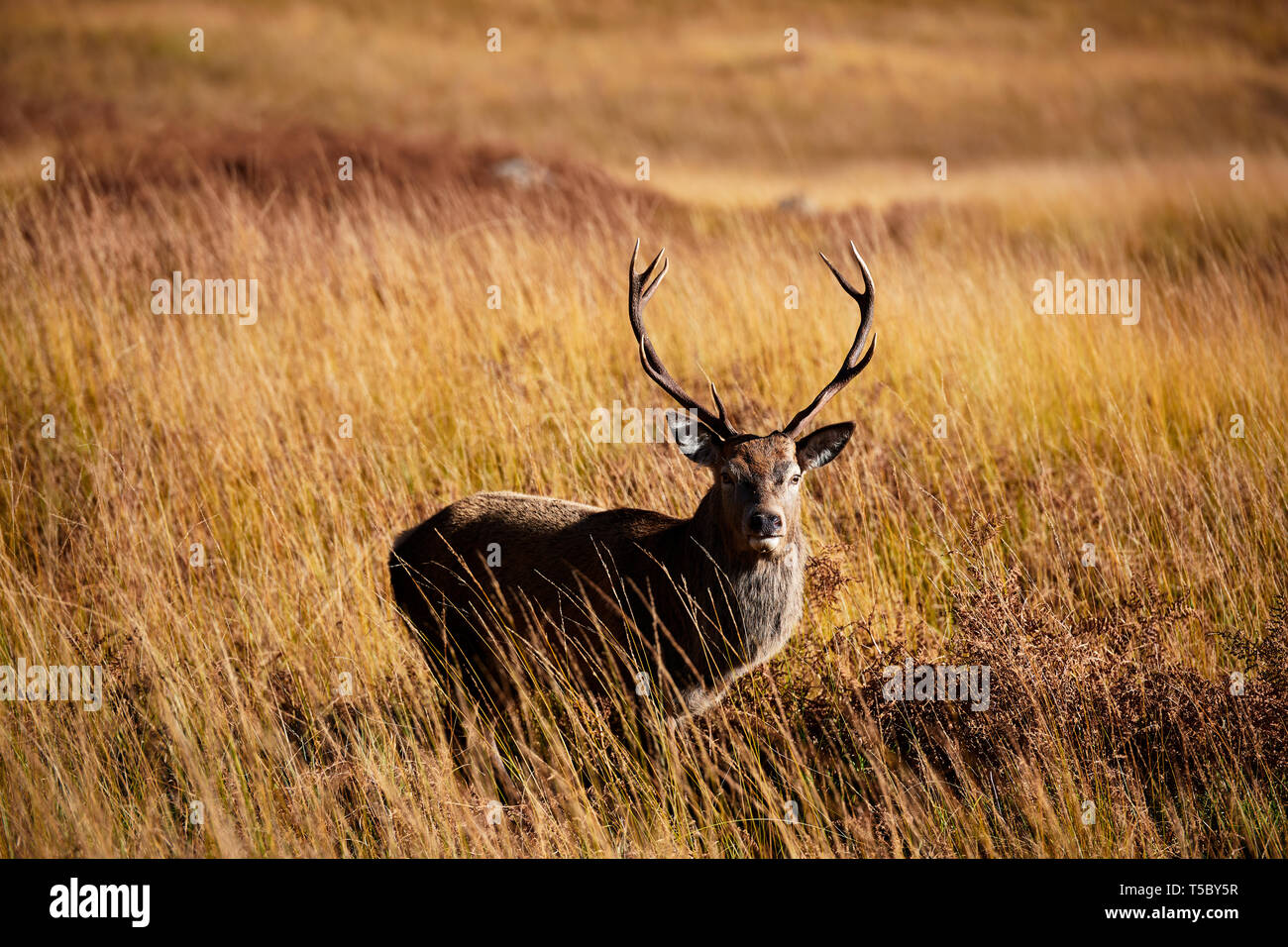 Red Deer Stag During Rut, Glen Etive, Scotland Stock Photo - Alamy