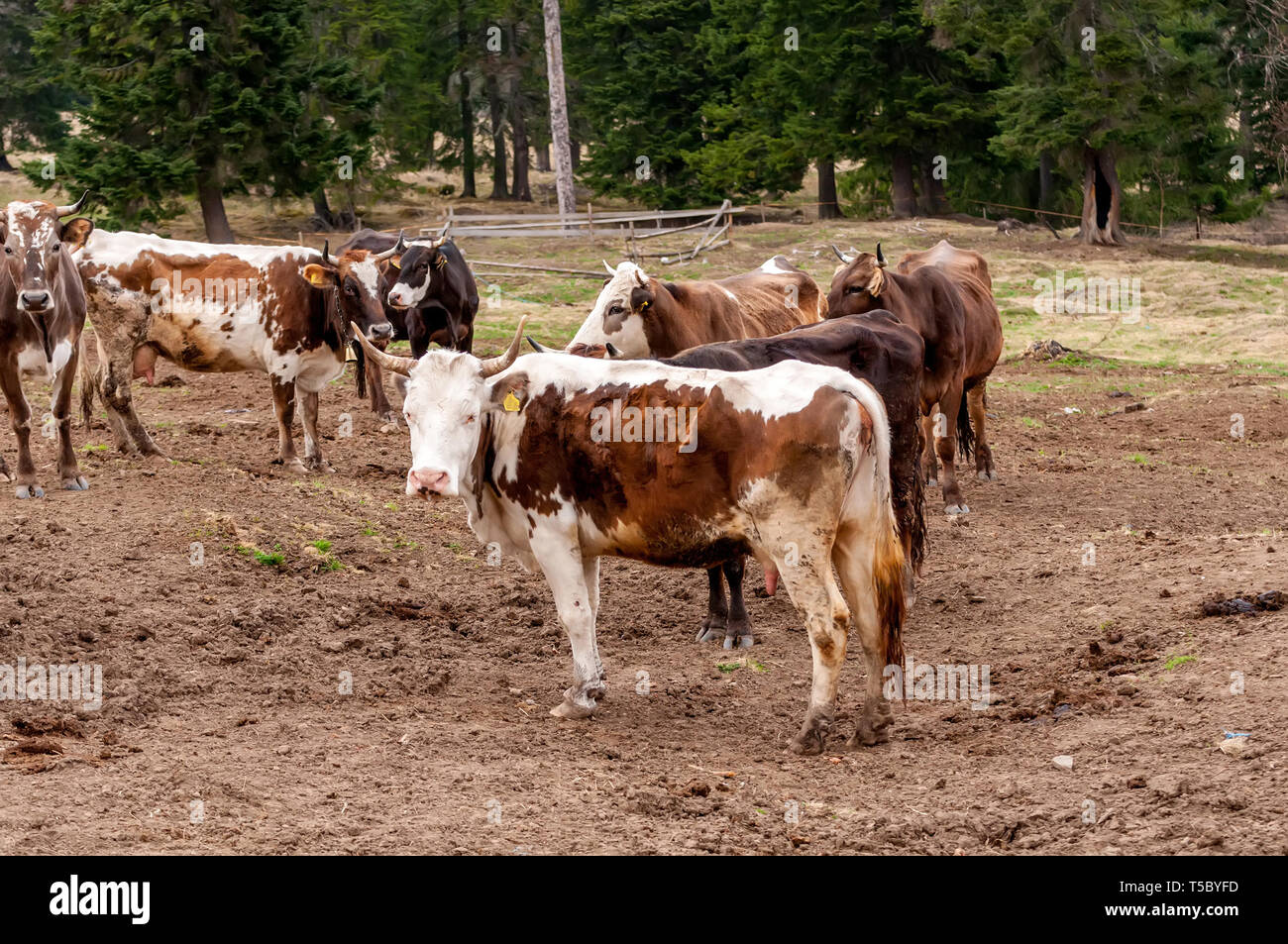 Europe cow old romanian traditonal hi-res stock photography and images -  Alamy