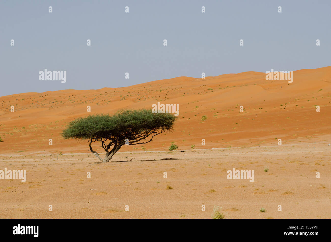 A single tree alone in the Omani Desert Stock Photo