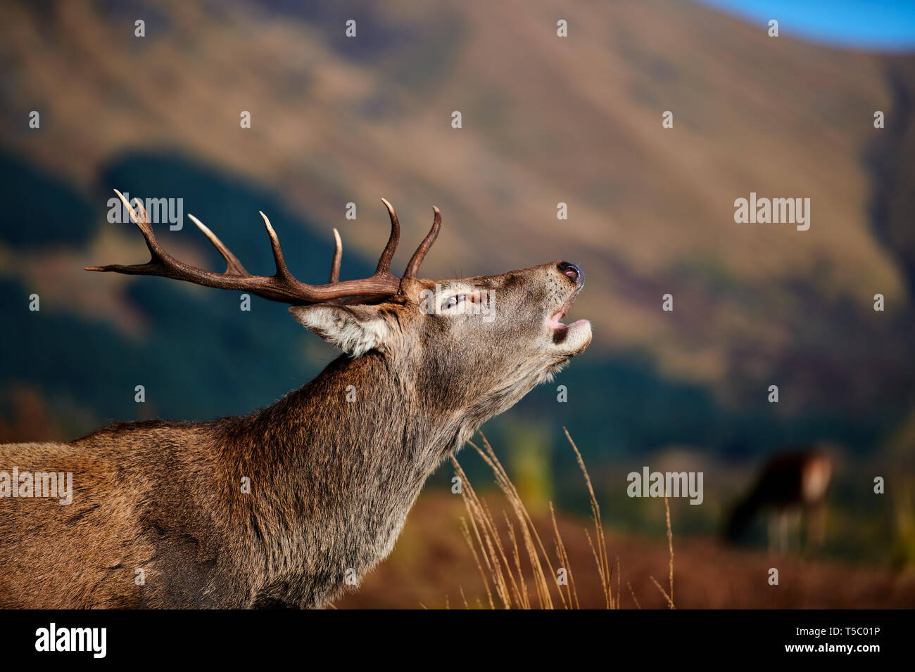 Red Deer Stag During Rut, Glen Etive, Scotland Stock Photo