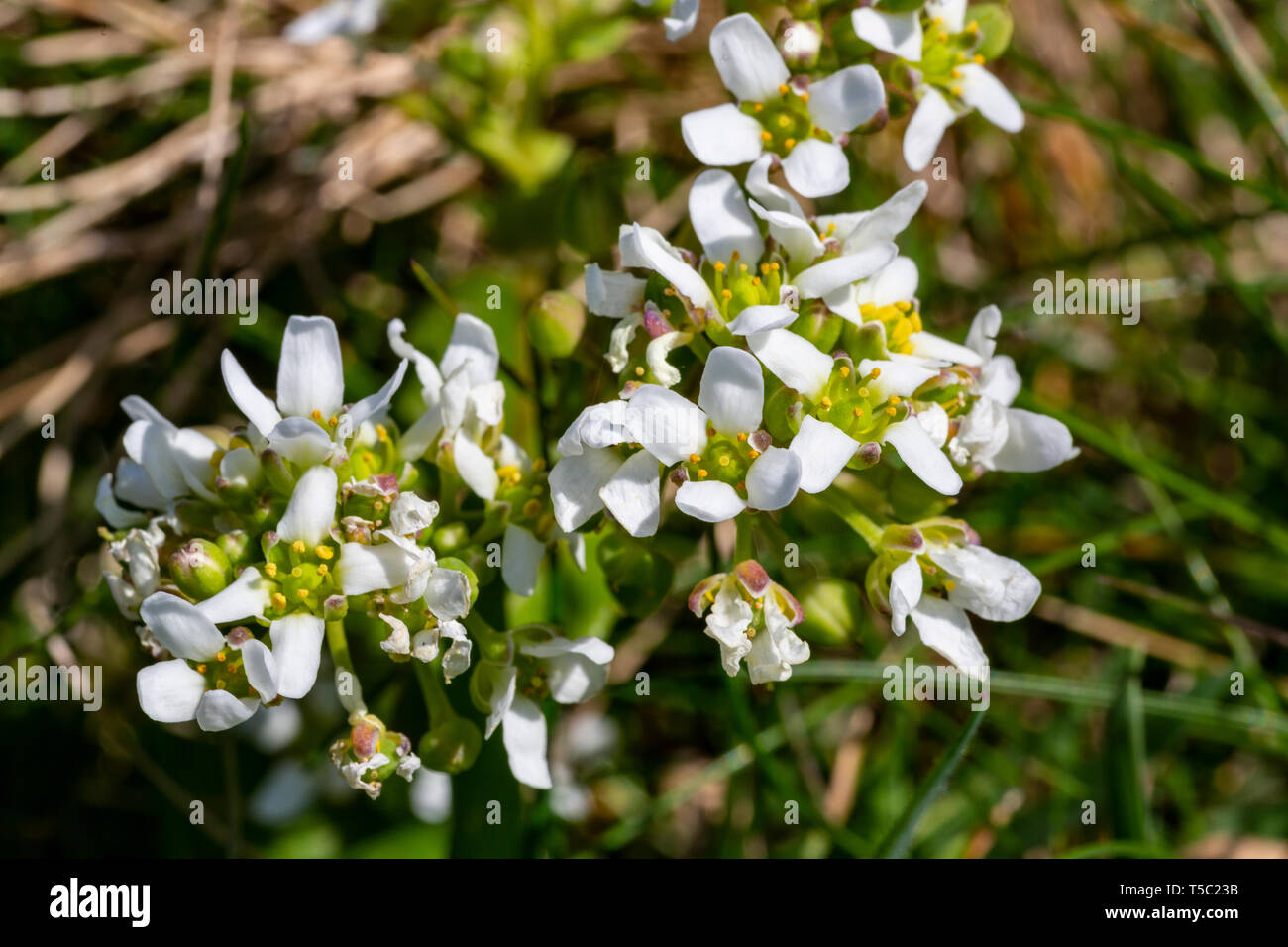 Irish Wildflower, English Scurvygrass, Cochlearia anglica, Carrán muirisce, Watercress, Valentia Island, County Kerry, Ireland Stock Photo