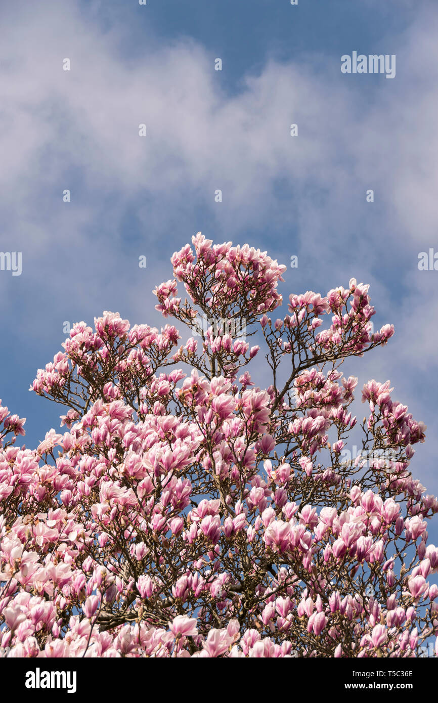 Flowering pink magnolia tree in Bath, England Stock Photo - Alamy