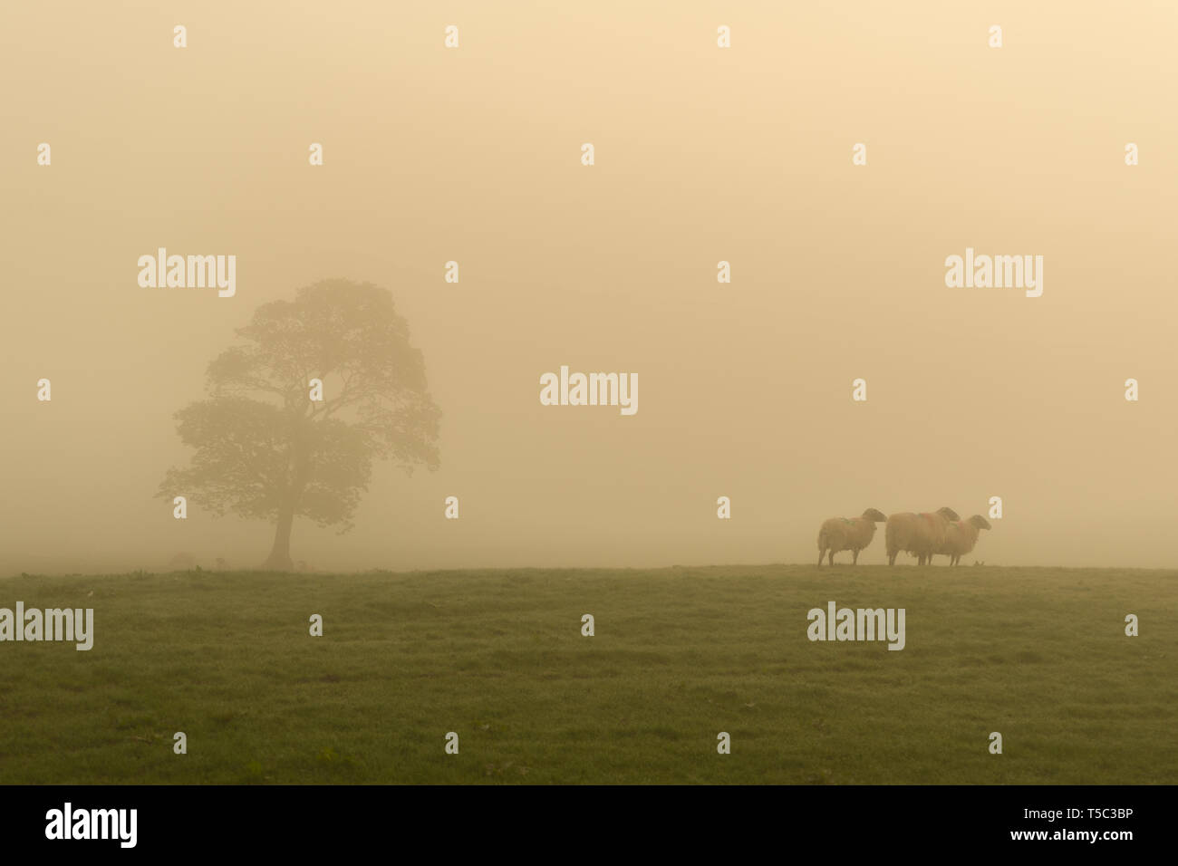 Lost in thick fog hi-res stock photography and images - Alamy