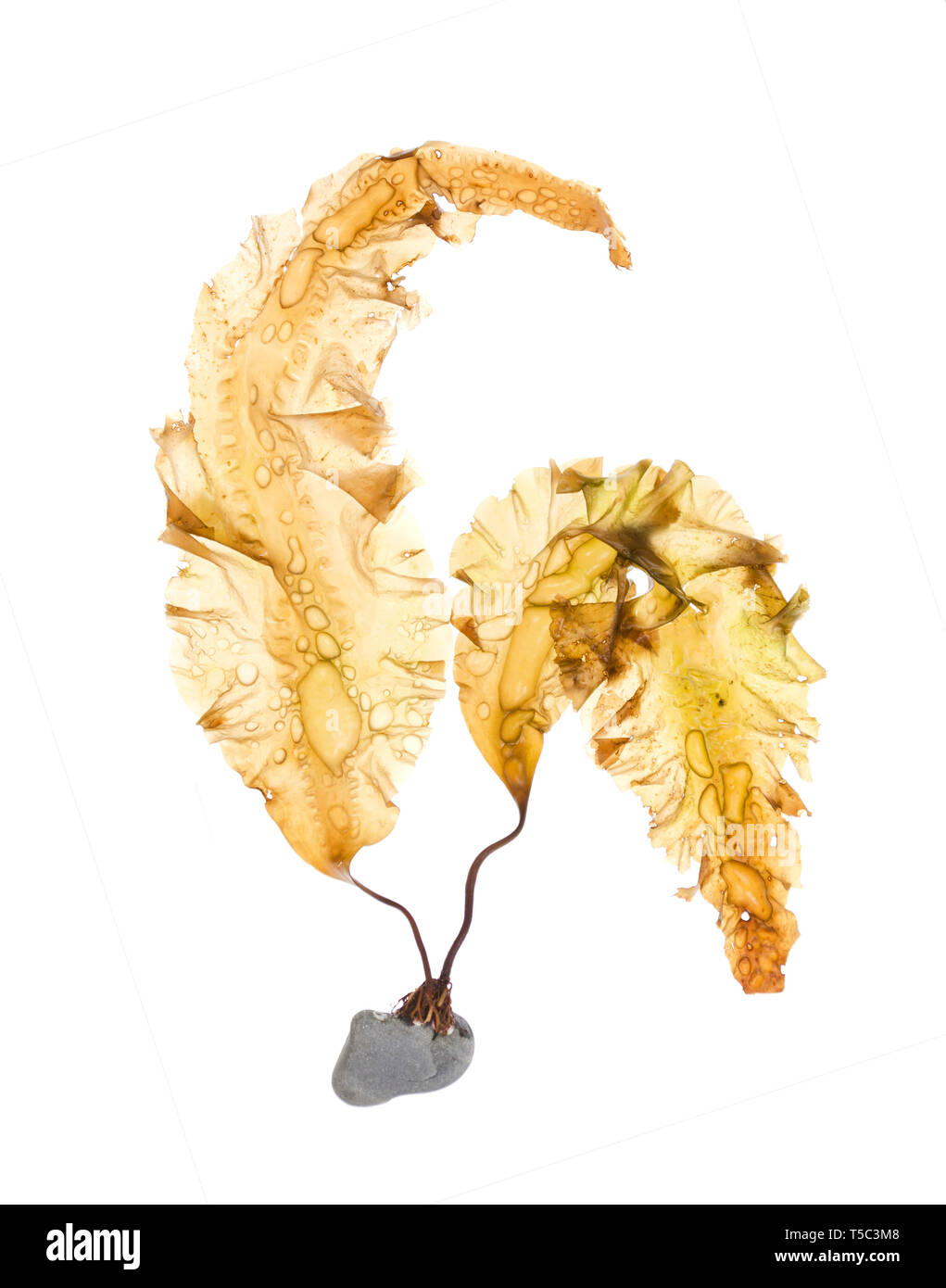 Saccharina latissima (Sugar Kelp) with holdfast attached to a rock; photographed on a light box/white background (vertical orientation.) Stock Photo