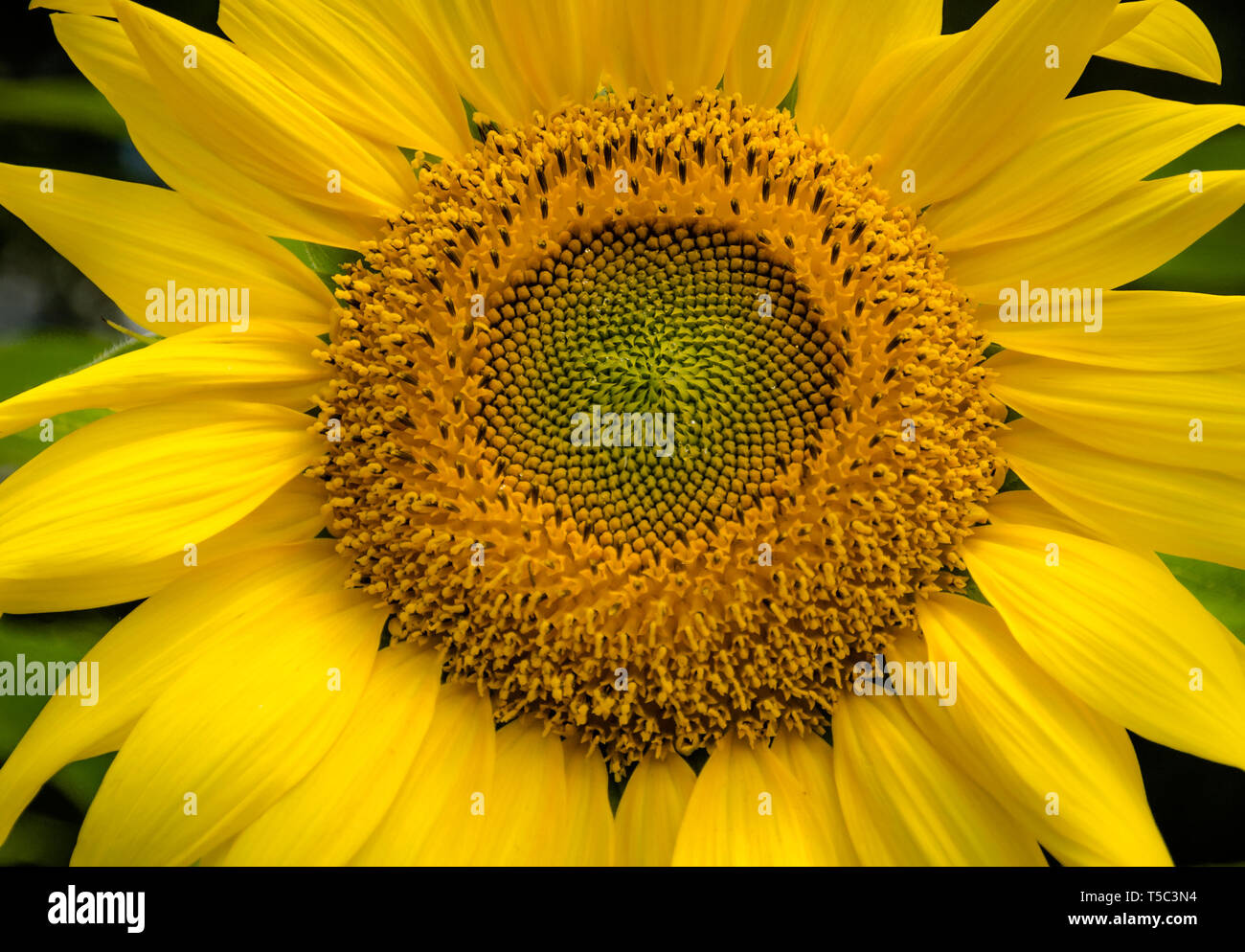zoomed in image of a summer sunflower Stock Photo Alamy