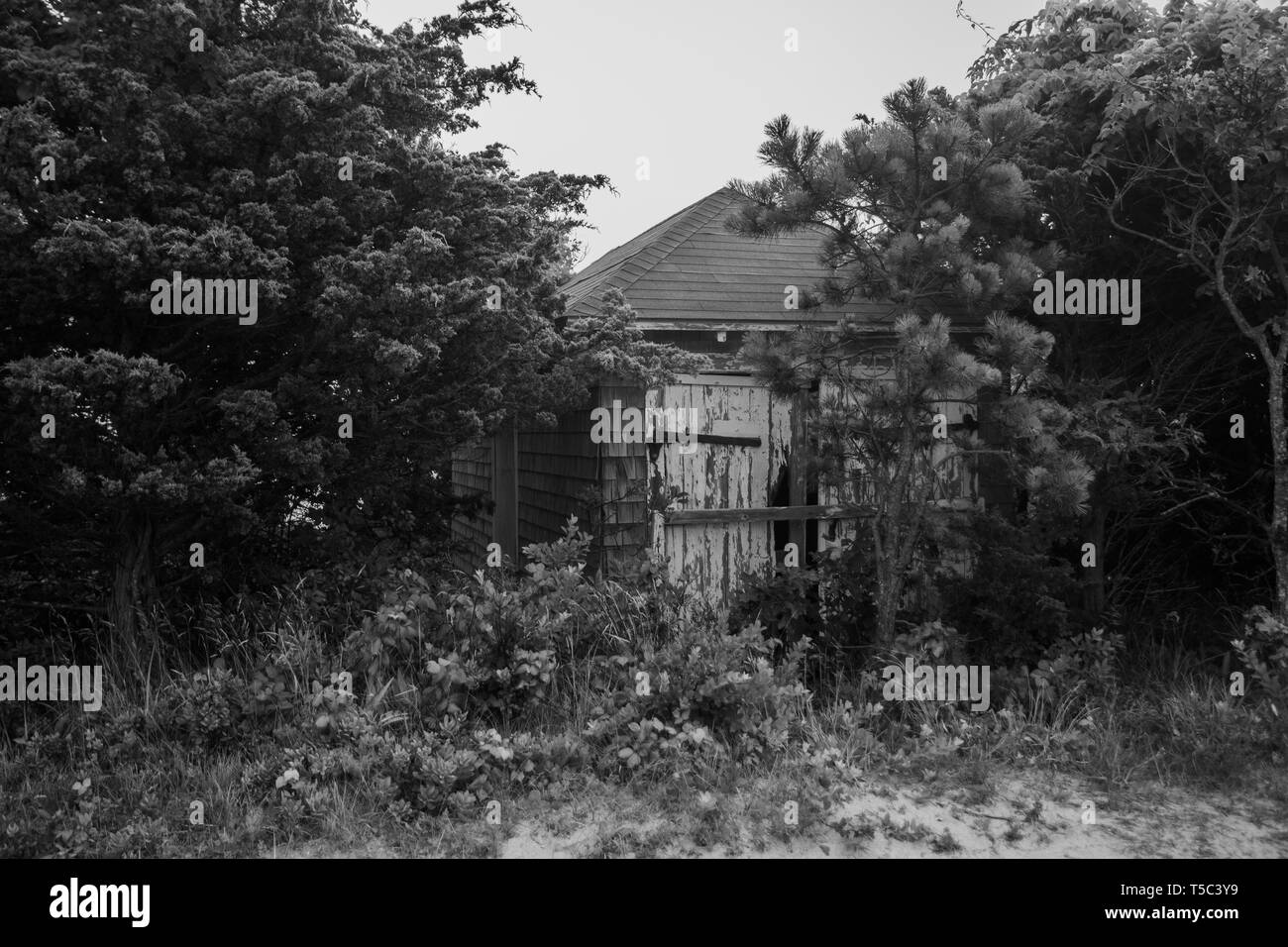 Run down sea shack overgrown by trees Stock Photo