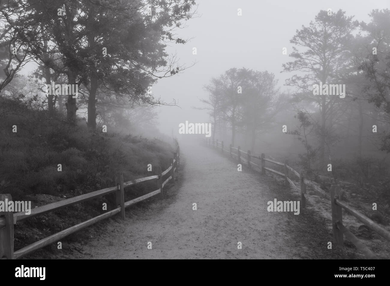A foggy walk to the beach Stock Photo