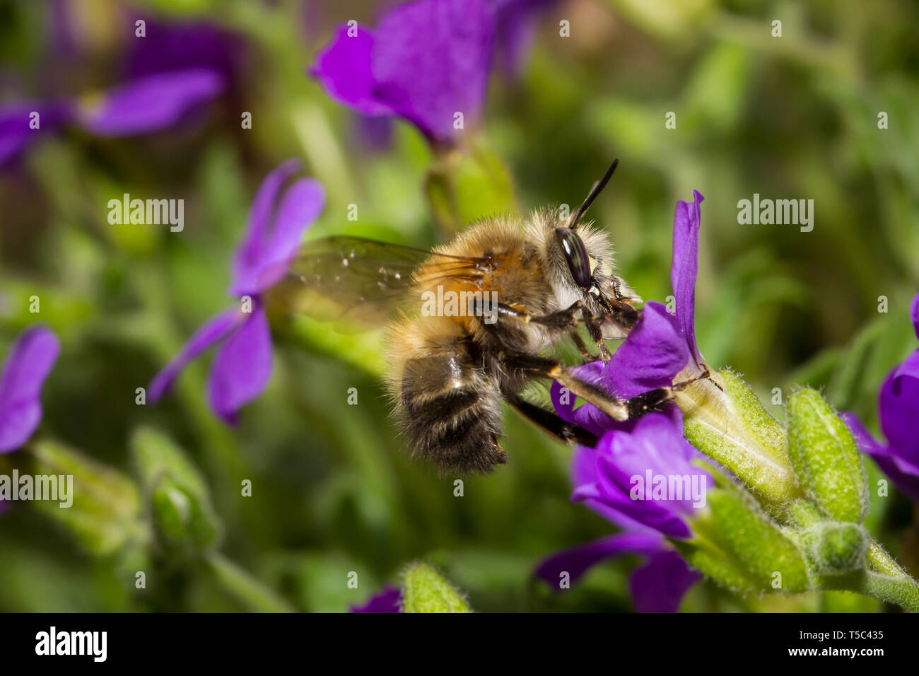 Pelzbiene, Anthophora plumipes, hairy-footed flower bee Stock Photo