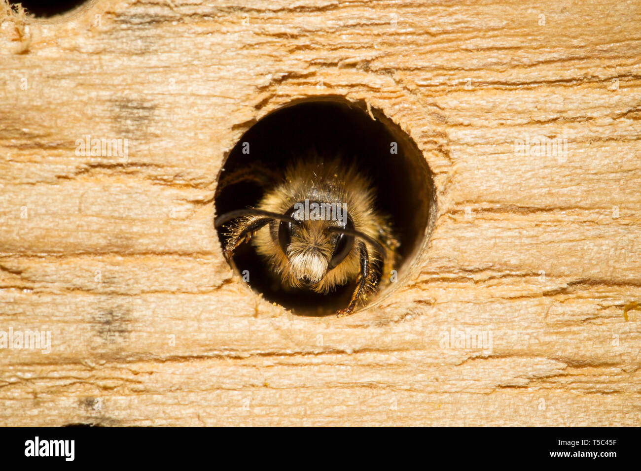 Rote Mauerbiene, Osmia bicornis, red mason bee Stock Photo