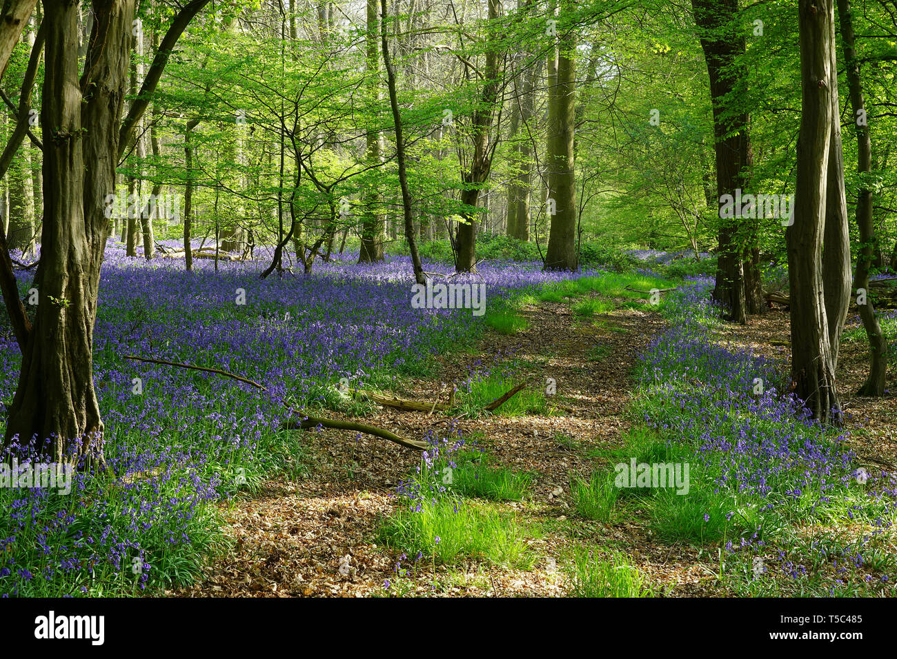 Knebworth Park High Resolution Stock Photography and Images Alamy