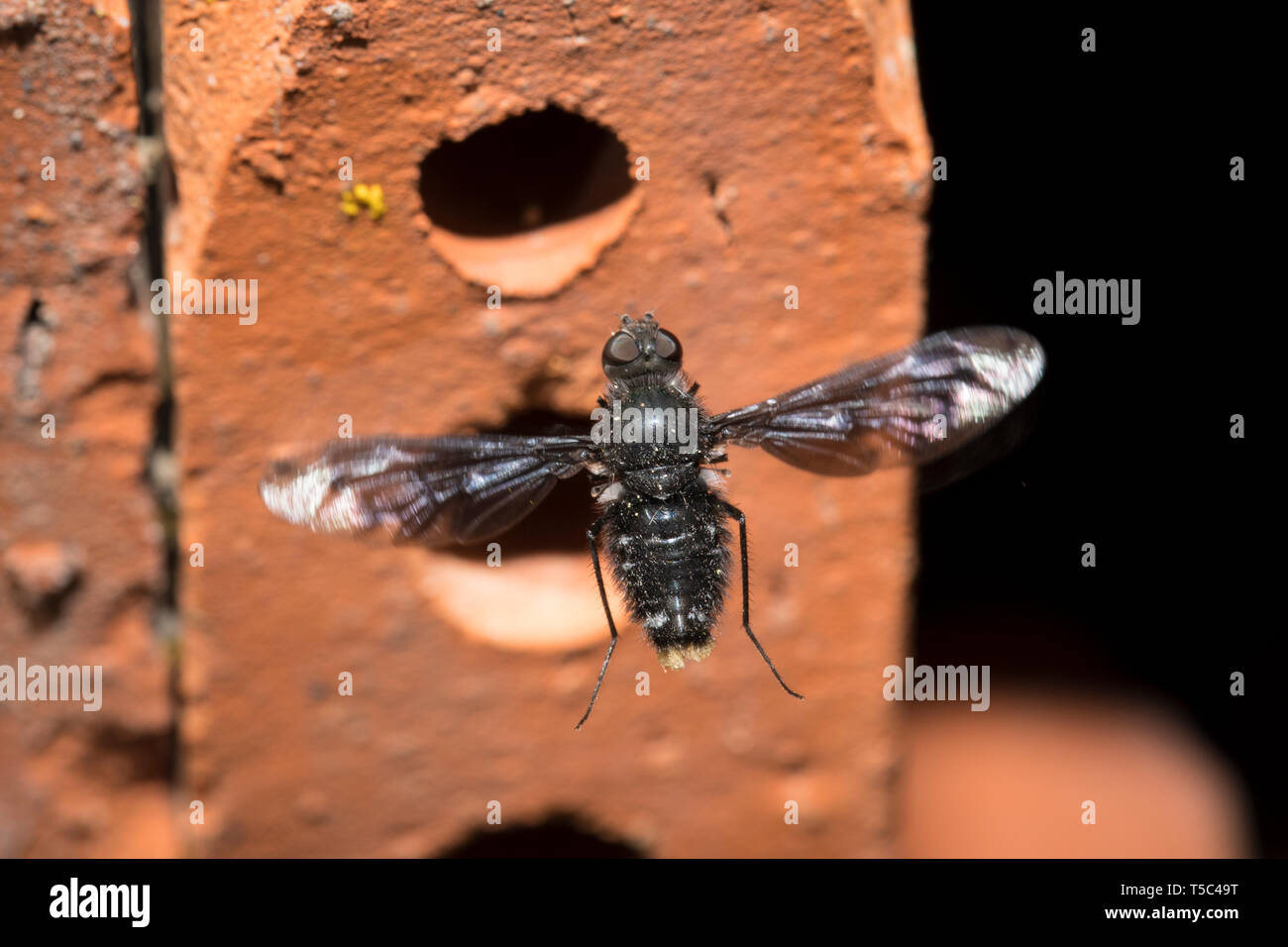 Trauerschweber, Anthrax anthrax, bee fly Stock Photo