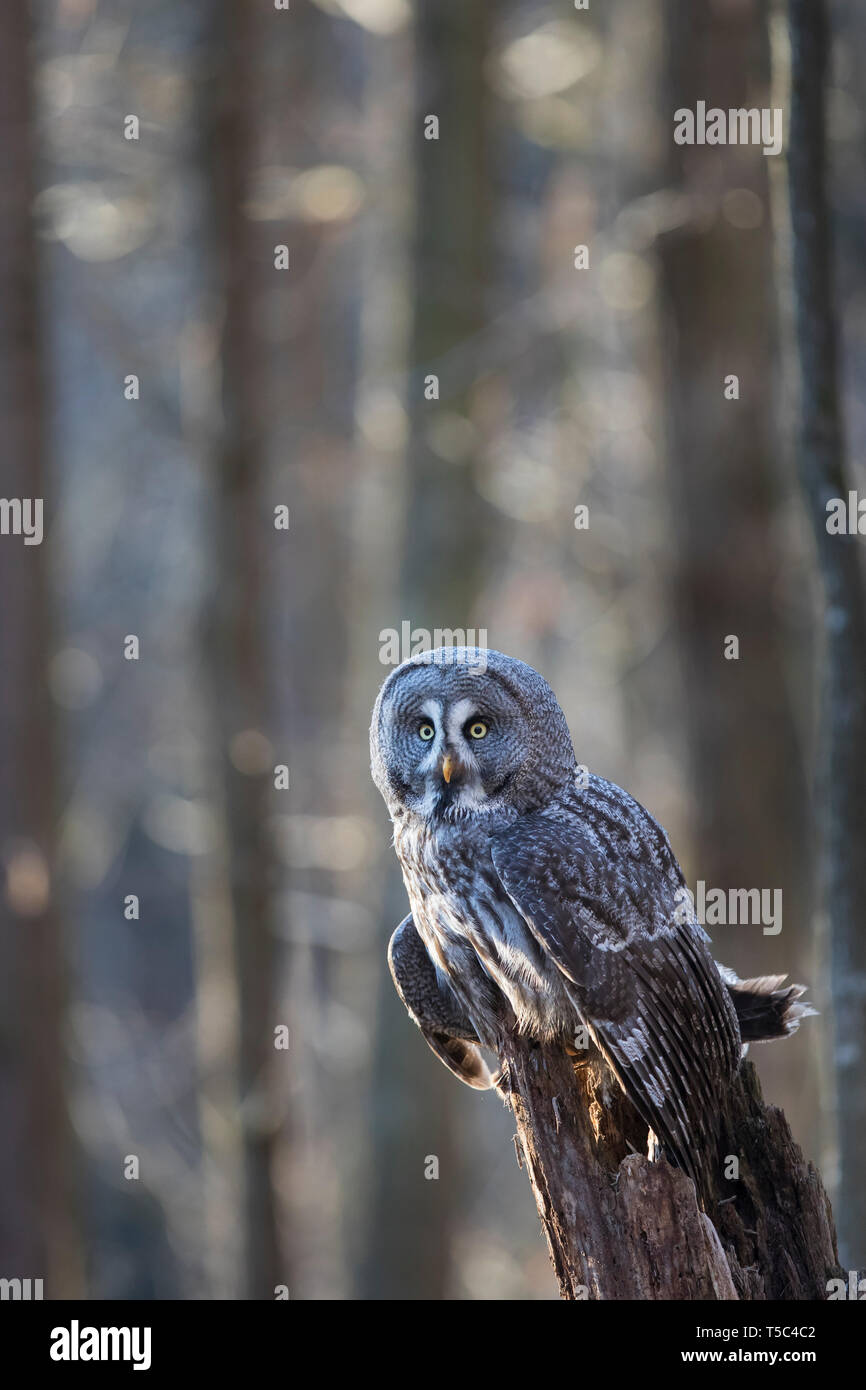 Bartkauz, Strix nebulosa, great grey owl Stock Photo