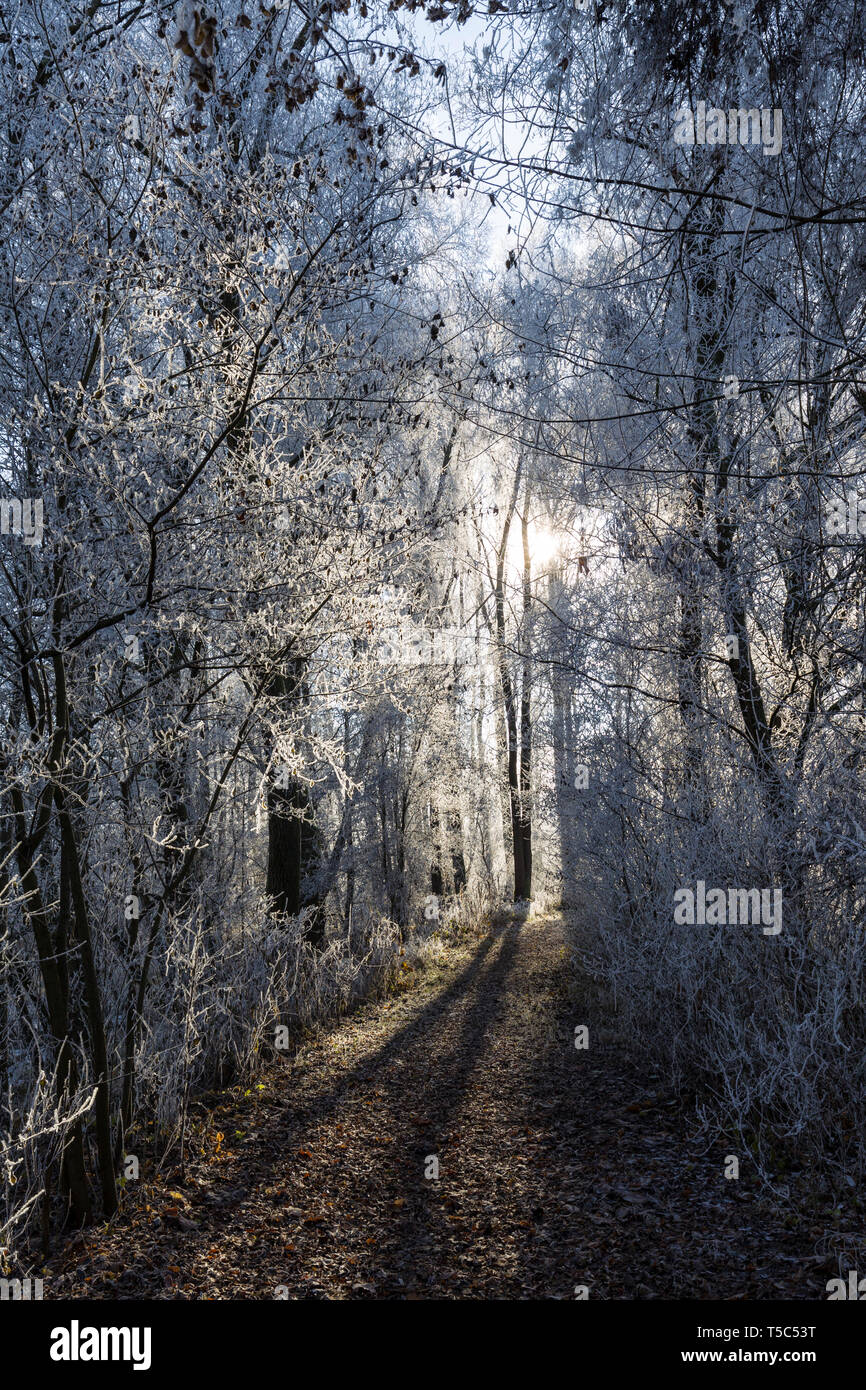 Waldweg im winter hires stock photography and images Alamy