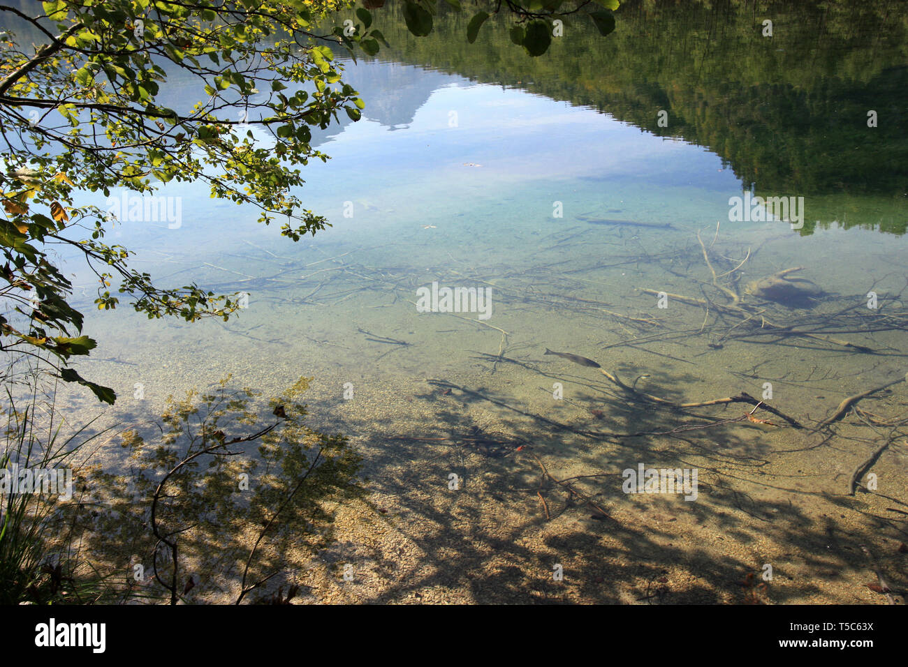 Trout swimming through the crystal clear water of the Almsee, near Grünau im Almtal, Oberösterreich, Austria Stock Photo