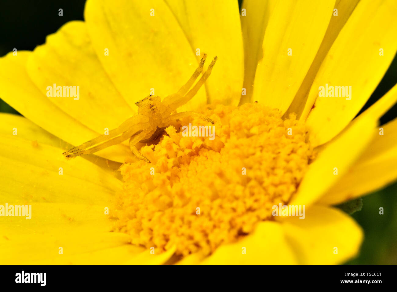 Yellow Crab spider, Thomisus onustus, on yellow daisy, Paphos, Cyprus Stock Photo