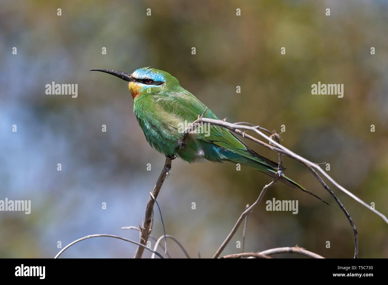 Blue-cheeked Bee-eater (Merops persicus) Stock Photo