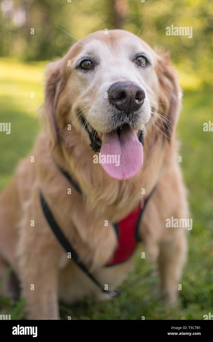 Happy Senior Golden Retriever Dog Stock Photo - Alamy