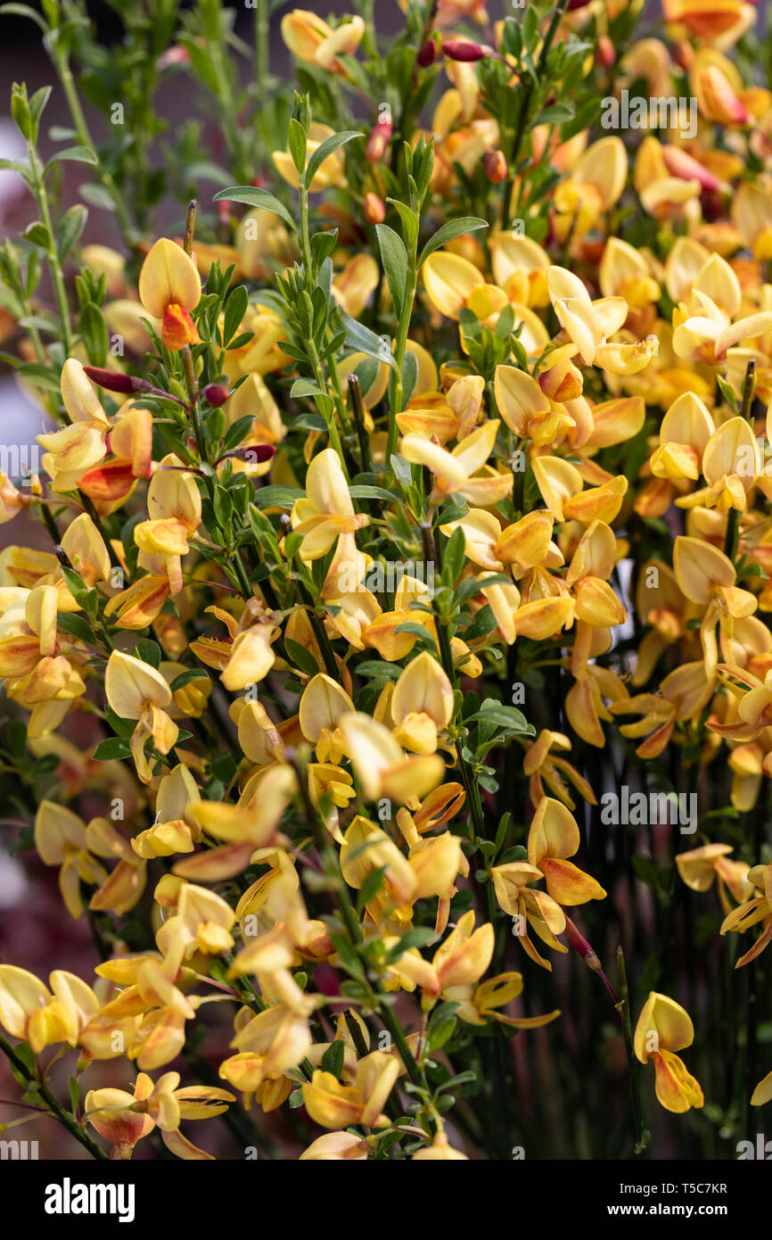 Close up of Cytisus - Broom a flowering shrub flowering in an English garden, England, UK Stock Photo