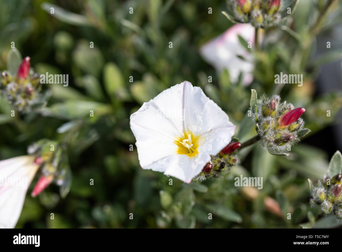 Close up of Convolvulus cneorum (silverbush or shrubby bindweed)  flowering in an English garden in April, England, UK Stock Photo