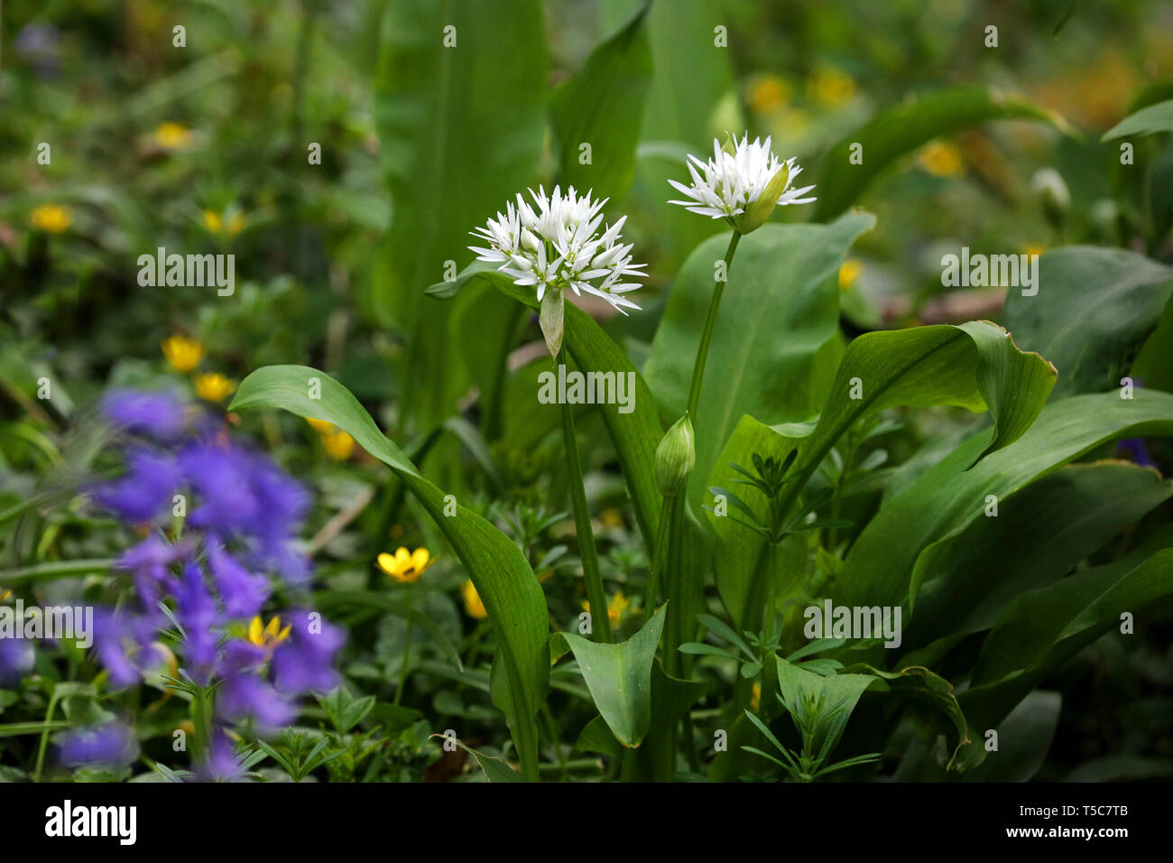 Wild garlic flowering plant Stock Photo Alamy