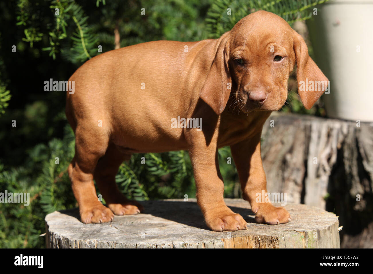 Puppy Of Nice Hungarian Short Haired Pointing Dog Vizsla Stock