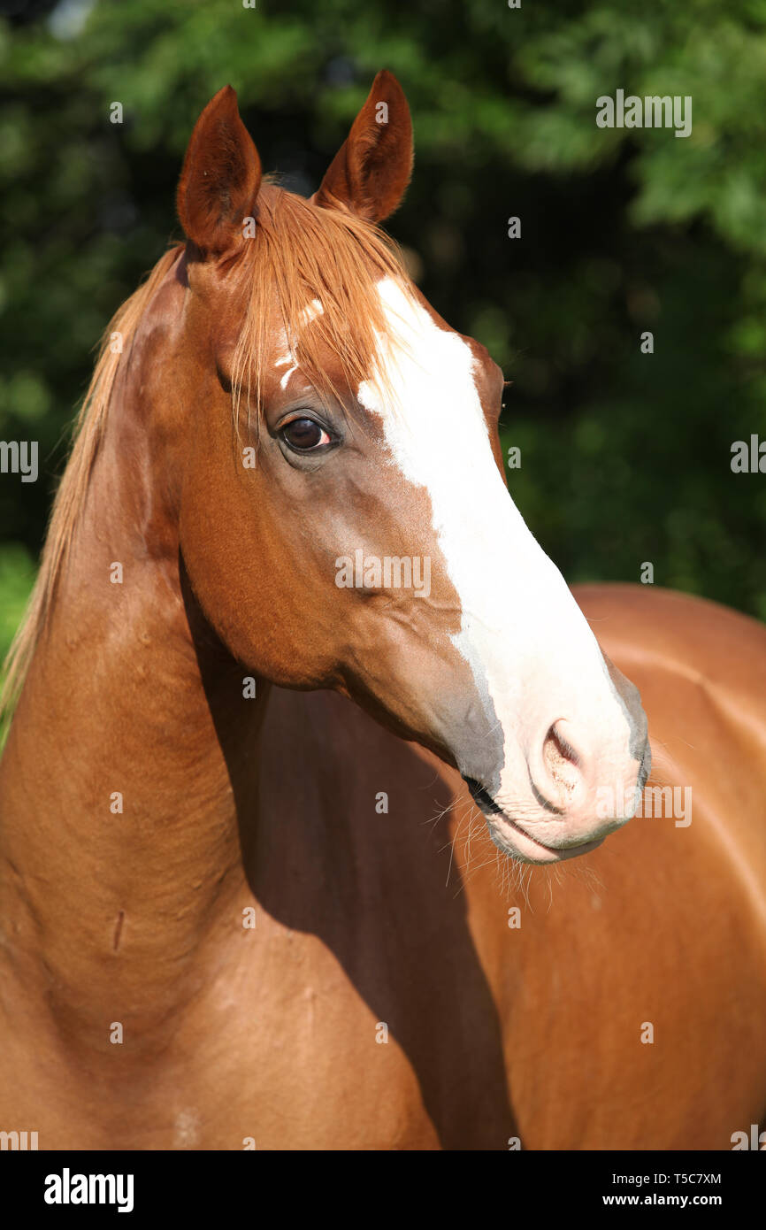 Nice Young Horse Standing In Front Of Nature Background Stock Photo,  Picture and Royalty Free Image. Image 21800131.