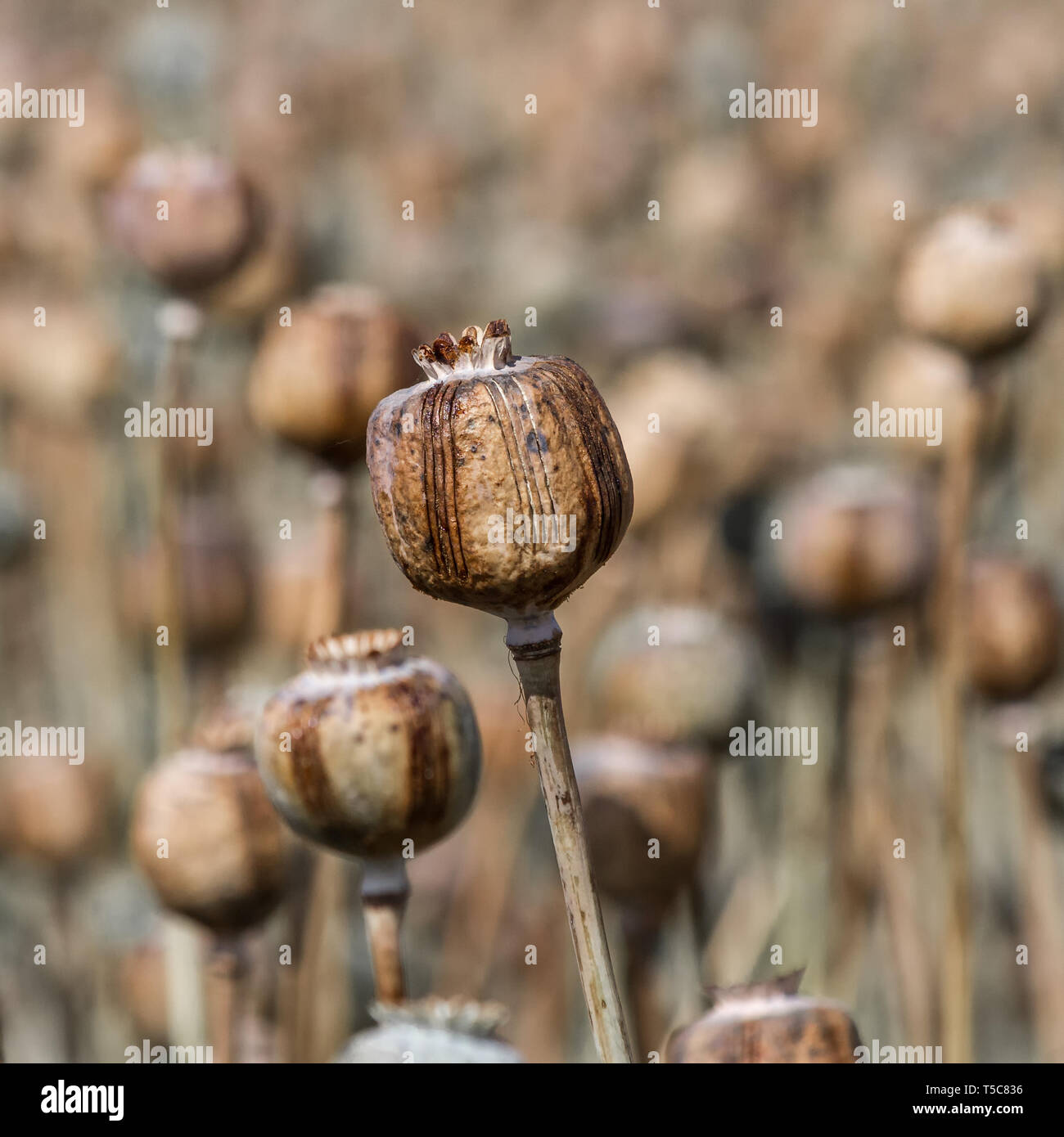 маковое семечко. поле зерна. сельскохозяйственные растения. Time crop. спраут футаж.
